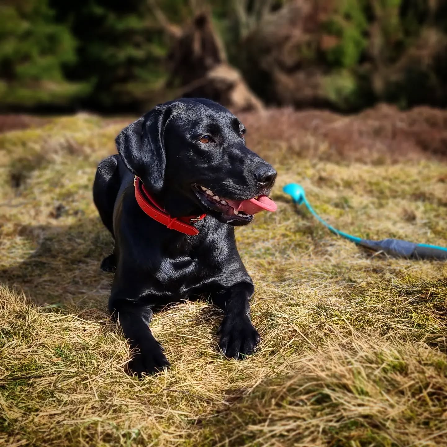 New Addition - Millie
#millie #welcome #blacklab #labrador #labradorretriever #labradorable #labradors #dogsofinstagram #dogsofinsta #instadogs #dogphotography #scotland #dogsofig #dogstagram #dogs_of_instagram #dogs #dogsofinstaworld #instagramdogs #dogsdaily #puppy #puppiesofinstagram #puppylove #instapuppy #lovedogs #goodgirl #happy #pawsome #instadog #adventurewithdogs #dogoftheday