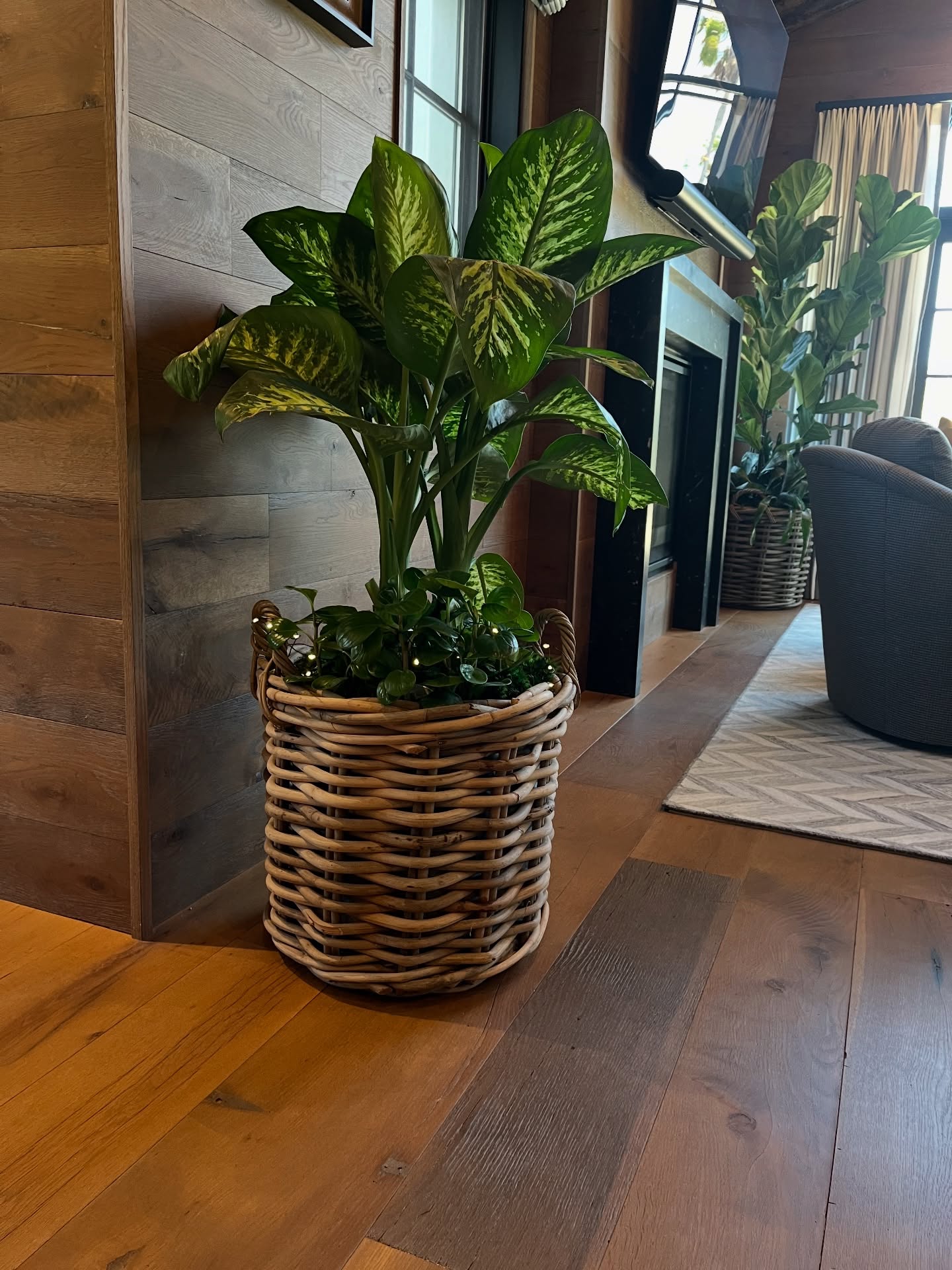 Bringing life into every corner… effortlessly 🌿
We recently delivered two interior basket planters featuring a stunning Dieffenbachia seguine and a sculptural Lyrata column, the perfect balance of softness and structure.
Our client loved them so much, she entrusted us with ongoing care and maintenance… because true beauty isn’t just installed, it’s sustained.
At Plantology, we don’t just style spaces.
We nurture them.
#Plantology #PlantsAndMore #InteriorStyling #LuxuryPlants #BiophilicDesign