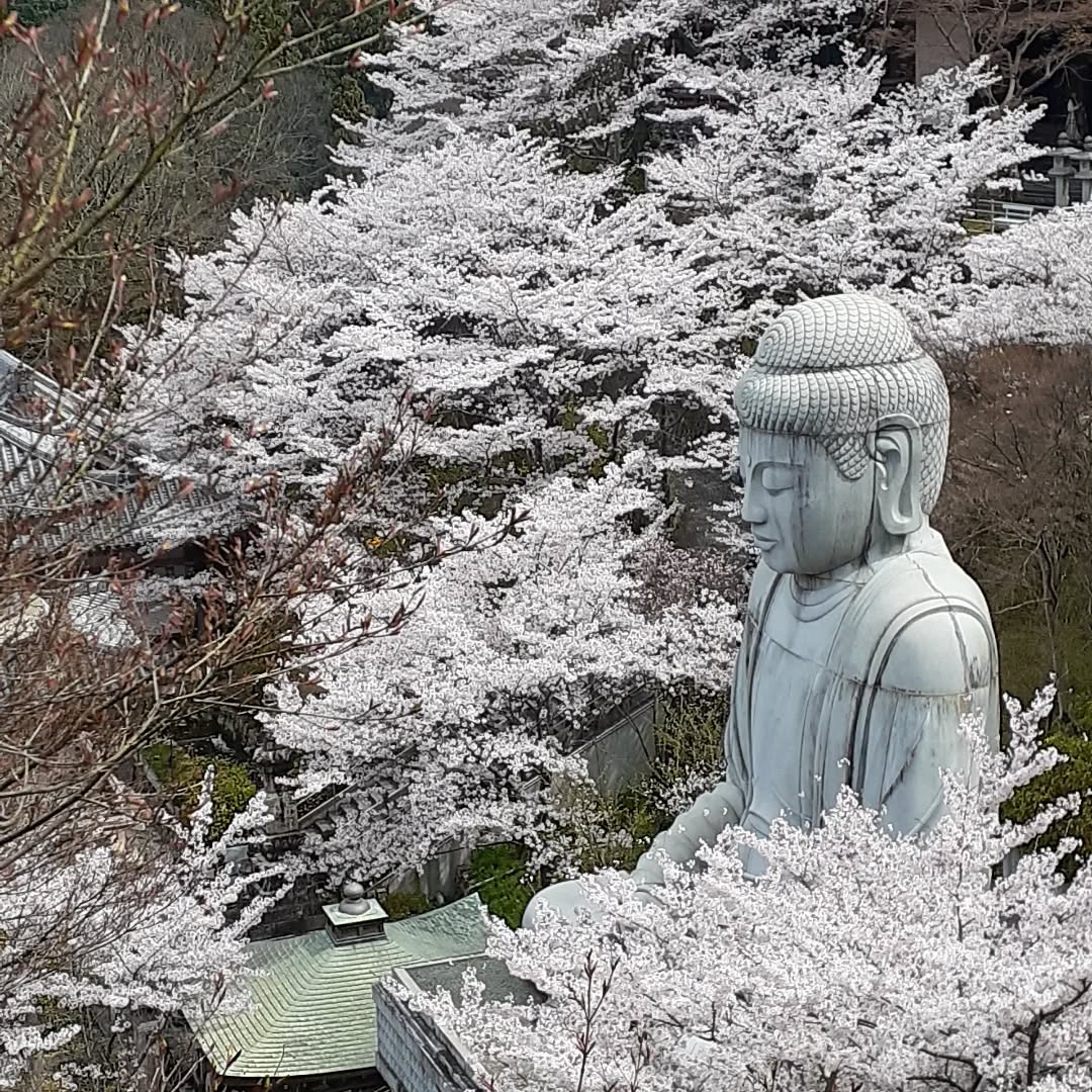 【今日のひと吹き】
Brahms : Sonate f-moll op.120-1
Brahms : Sonate Es-Dur op.120-2
Weber : Grand Duo concertant op.48
Debussy : Premiere Rhapsodie
Mozart : Konzert
Stravinsky : Three Pieces
Schumann : Drei Romanzen
Francaix : Tema con Variazioni
#aoyamahidenao #clarinettist #berlin #osaka #wurlitzer