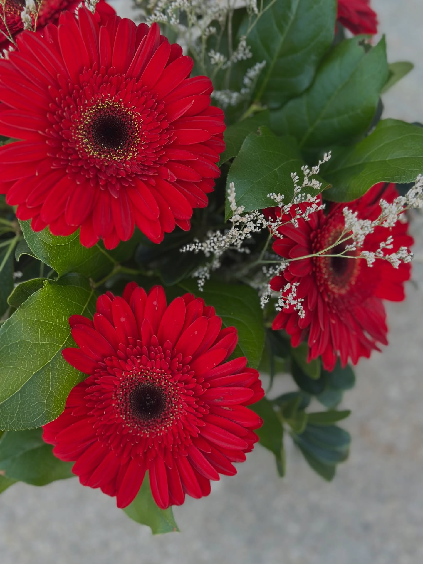Every flower is a soul blossoming in nature. ✨
Favorite of the day! These velvety red gerberas are the perfect way to brighten someone’s day (or your own).
Tag someone who deserves a little extra love today!
#traversecityflorist #downtowntc #JustBecauseFlowers