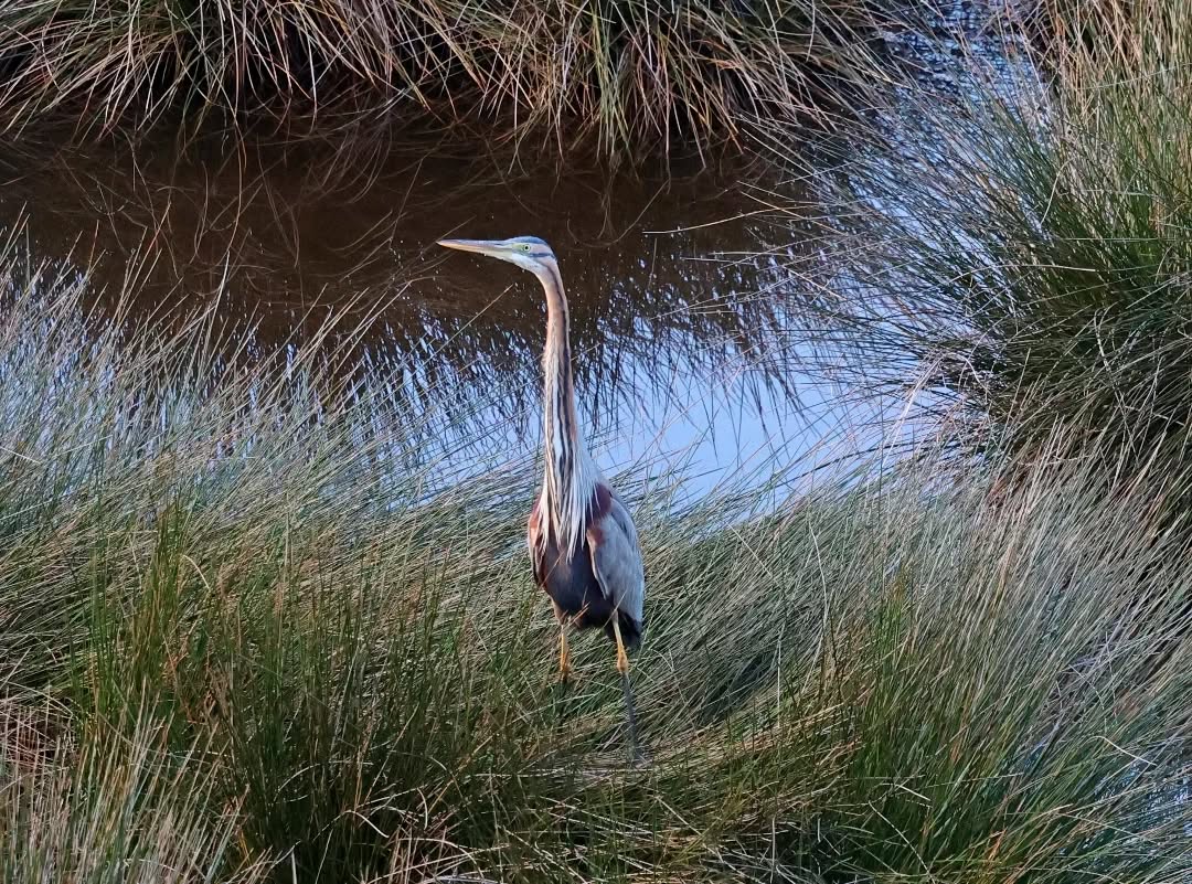 A purple heron at Livadi marsh.
#islandwildlife #kefaloniawildlife #greekwildlife #guidedwildlifewalks #birdlovers