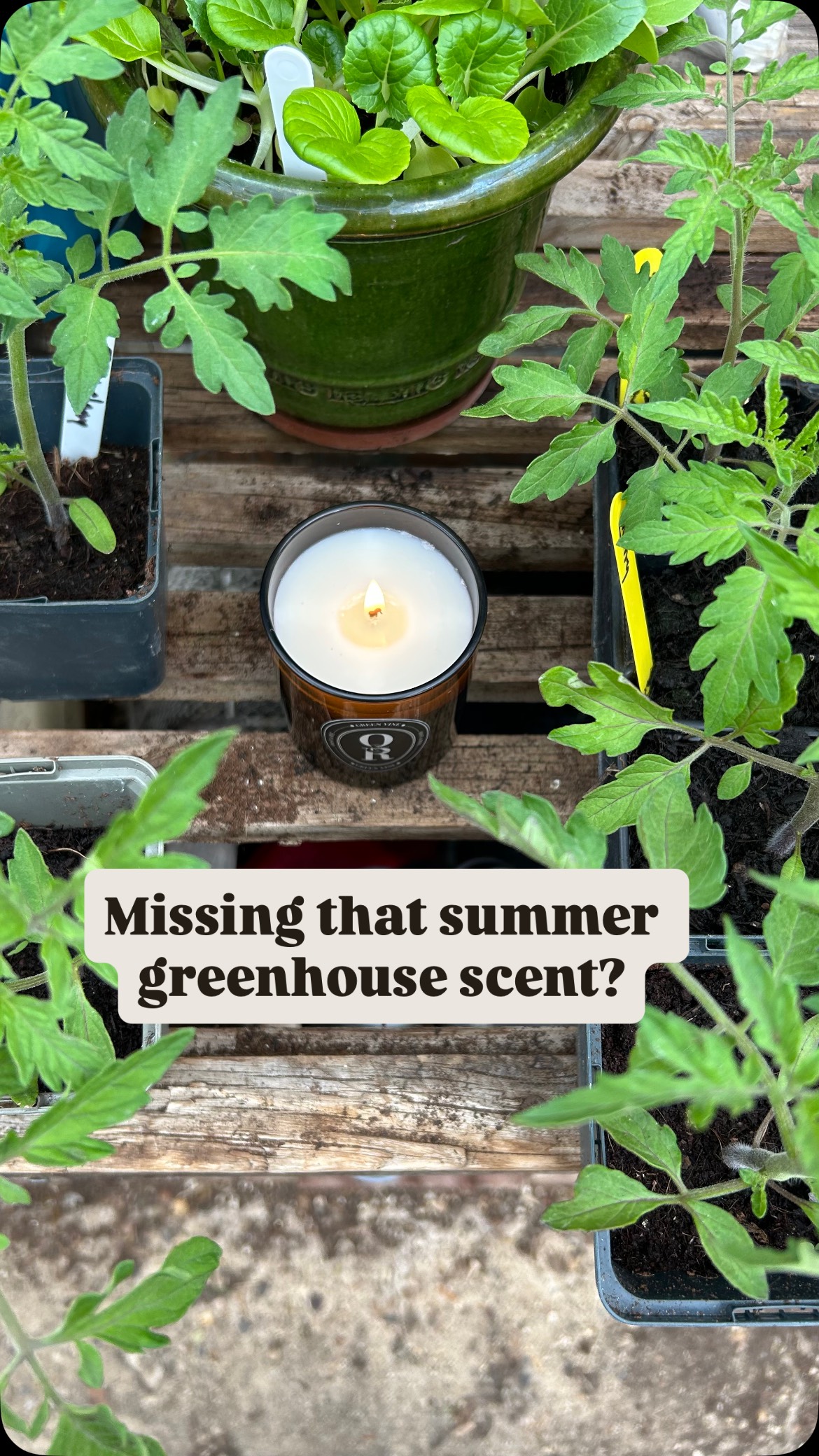 My friends @oastandrye have sent me some of their gorgeous products and I just had to bring their green vine candle into the greenhouse. It’s filling the air with the most lovely green tomato scent which I have been craving all winter and it’s put me in such a happy mood. I have a code for 20% off all products if you are a new customer 😁 it’s Julia20 but be careful you’ll want the lot 😂 they have 15 scents to choose from. I love the brown glass and of course I have a plan to reuse the glass once the candle has finished, can you guess what I’ll be using it for 🌱? AD/PR #green vine #tomatotuesday #grow #scent #gardening