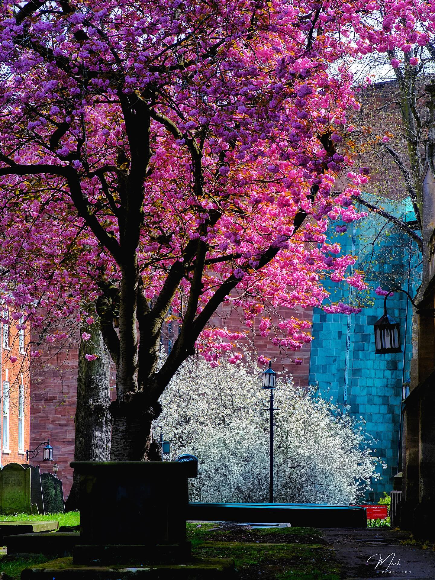 Pink, white and blue…the colours of the cathedral quarter in the sunshine today #visitcoventry #bbc_midlands #coventry_cathedral #blossomphotography