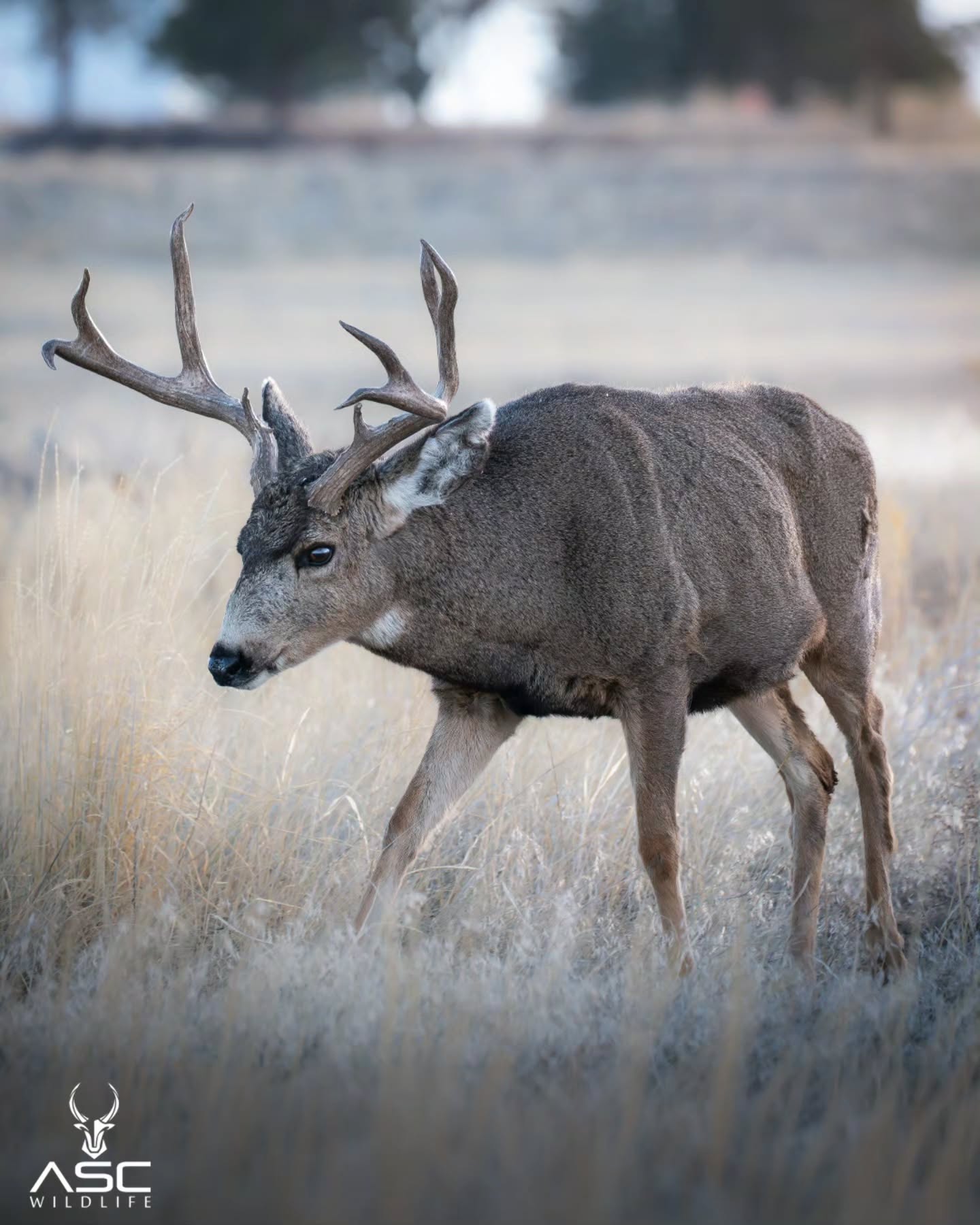 Head low, adrenaline High.. this mule deer buck was on a mission. I love how is antler tips are shaped. Pretty cool deer. Enjoy!
Photography by @ascwildlife
.
.
.
#wildlifephotography #muledeer #colorado #buck