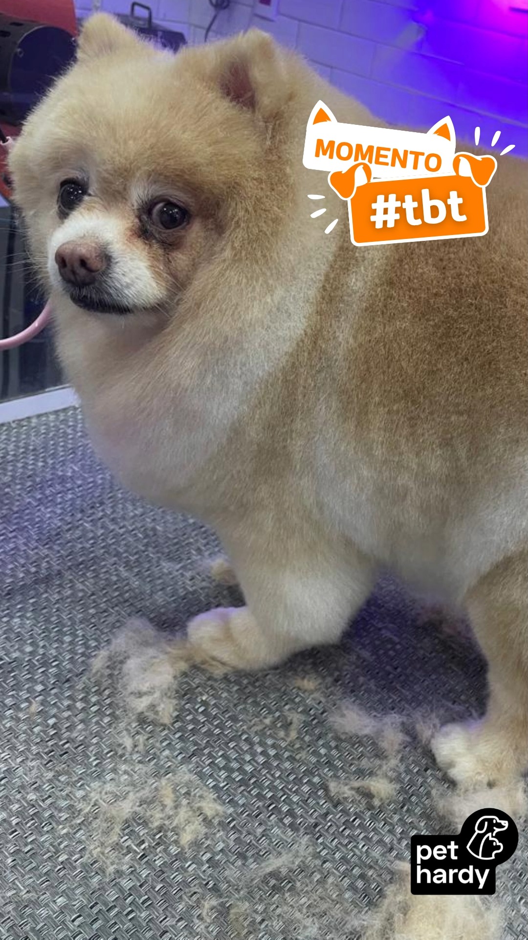 O GLOW UP QUE VOCÊ RESPEITA! ✨ 🐾
Não é apenas um banho e tosa; é uma transformação completa de autoestima (e fofura!). 😍 Dizem que a beleza vem de dentro, mas depois de passar pelo nosso banho e tosa, fica difícil não notar o brilho por fora também! 🚿 💎
Olha só esse resultado: pelagem sedosa, hidratação em dia, corte perfeito e aquele cheirinho que a gente ama. Afinal, todo pet merece um dia de estrela e sair daqui se sentindo a versão mais linda de si mesmo. ✨ 🎀
Aqui na Pet Hardy, cuidamos de cada detalhe com muito amor, técnicas modernas e produtos de alta qualidade que respeitam o bem-estar do seu melhor amigo. O sorriso no rosto do tutor na hora da busca é a nossa maior recompensa! 🏠 🧡
O seu pet também sai daqui se achando o dono da rua? Comenta aqui o que você mais amou nessa transformação! 👇
Pet Hardy | Clínica Veterinária e Pet Shop
📍 Av. Miruna, 272 - Indianópolis - São Paulo/SP
📲 WhatsApp (11) 91346-6234
#PetHardy #GlowUpPet #BanhoETosa #AtendimentoEspecializado #BelezaAnimal #PetShopMoema #Indianopolis #DogLovers #InstaPet #TosaPerfeita #CuidadoComAmor #PetSpa