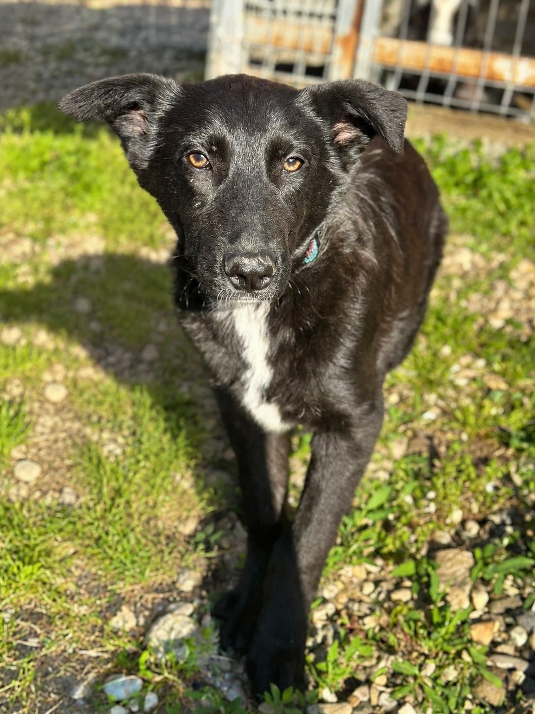 Lieber Rüde sucht seine Menschen🩵
🤍 Louis / Rüde
📏 ca. 40cm - wird noch wachsen / ca. 11.2025 geboren
🐶 verträglich
💞 vorsichtig & schüchtern
📍 Standort Ludus, Rumänien
Louis ist ein junger Rüde, der eher die leisen Töne anschlägt. Ruhig, vorsichtig und aufmerksam beobachtet er seine Umgebung erst einmal aus sicherer Entfernung. Er braucht etwas Zeit, um Vertrauen zu fassen.
Doch genau darin liegt etwas ganz Besonderes.
Louis und seine Geschwister wurden hinter einem Restaurant am Fluss gefunden – nur wenige Schritte vom Shelter in Ludus entfernt. Wie die kleinen Hunde dorthin gekommen sind, wissen wir nicht. Ob sie auf der Straße geboren wurden oder einfach dort zurückgelassen wurden, werden wir wohl nie erfahren.
Als wir Louis kennengelernt haben, war er einer der eher unscheinbaren Welpen aus dem Wurf von insgesamt acht Hunden. Während sein Bruder Oscar bereits ausreisen darf, wartet Louis noch auf Menschen, die ihn sehen und ihm die Chance geben anzukommen.
Dabei hat sich Louis bereits toll entwickelt. Er macht stetig kleine Fortschritte, lässt sich von den Pflegern im Shelter an die Leine nehmen und zeigt immer mehr, dass er lernen möchte, Vertrauen aufzubauen. Auch wenn ihm vieles noch fremd ist, merkt man, dass in ihm ein wunderbarer Hund steckt, der einfach Zeit, Geduld und Verständnis braucht.
Louis ist aktuell etwa 4 Monate alt, ungefähr 40 cm groß und wiegt rund 13,5 kg. Vermutlich wird er noch ein kleines Stück wachsen. Dazu kommt sein unglaublich hübsches, sanftes Erscheinungsbild, das perfekt zu seinem sensiblen Wesen passt. Seine ruhige Art und sein vorsichtiger Blick berühren einen sofort.
Wir wünschen uns für Louis ein liebevolles Zuhause bei Menschen, die ihn ohne Druck ankommen lassen und ihm Sicherheit geben.
Wir sind uns sicher: Wenn Louis erst einmal Vertrauen gefasst hat, wird er zeigen, was für ein treuer und besonderer Begleiter in ihm steckt.
💌 Bei Interesse an einer Adoption - füllt gerne eine Selbstauskunft aus: https://wir-fur-hunde-in-not-ev.petoffice.app/adopt/?species=dog
(Link in unserer Bio)