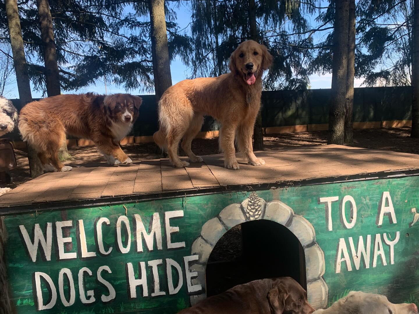 Happy first day Koi! You are so precious 😍