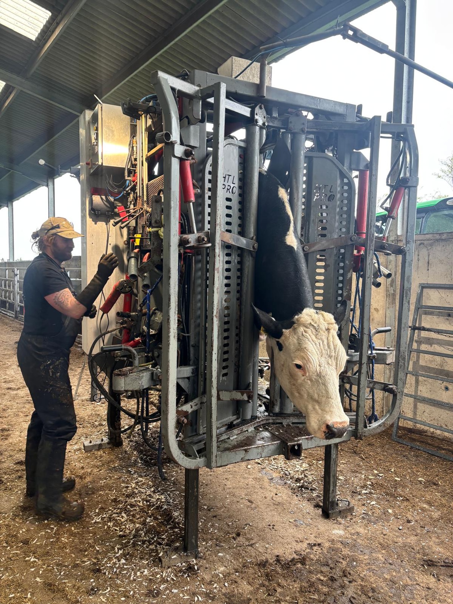 We have a close working relationship with foot trimmer Tom Moore @tomthetrimmer who was out trimming the feet of vet and director Becky’s cows today. Whether you’re looking for regular trims on a large scale or have the odd lame cow that doesn’t warrant a vet, Tom comes highly recommended by our team, clients and cows!