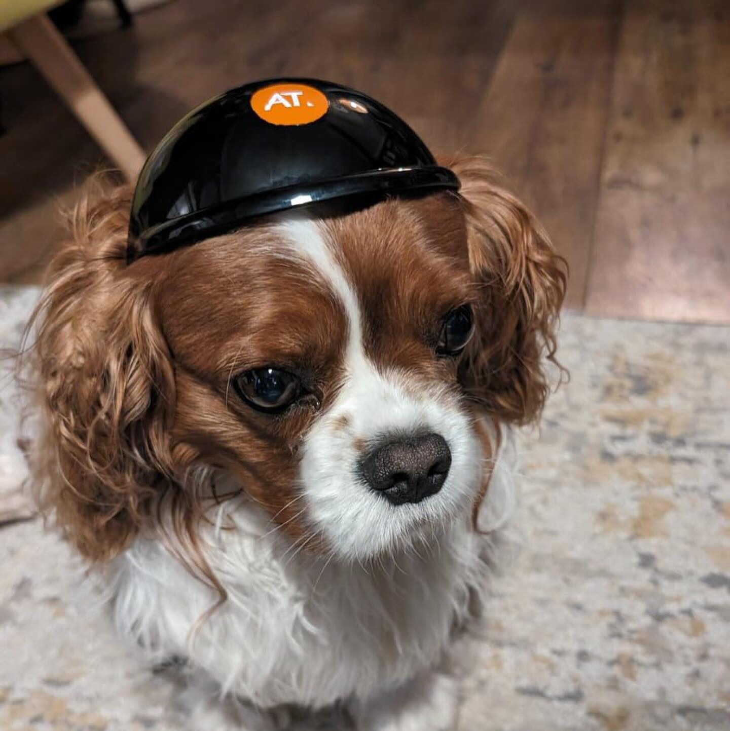 We are sad to say that Ralphie the office dog is moving on to the next step in his career ❤️🐶
He has been the back bone of the office for the last 4 years, and we will miss him greatly. He’s off on a new adventure, still in the architectural realm, and we wish him all the best with his new job! We hope you take your AT branded hard hat with you 👀
#officedog #goodbyefornow #atarchitectsuk