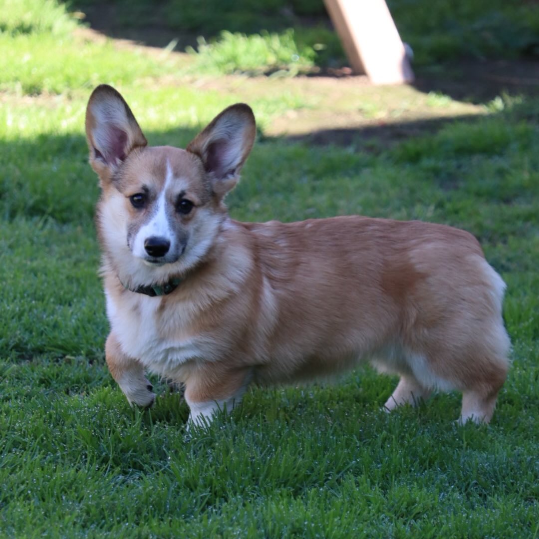 Officially introducing “Ellie May”, she is our keeper puppy from Gemma and Hagrid! She is absolutely angel and her guardian home loves her so much. Her and momma Gemma live together and they are inseparable🥹