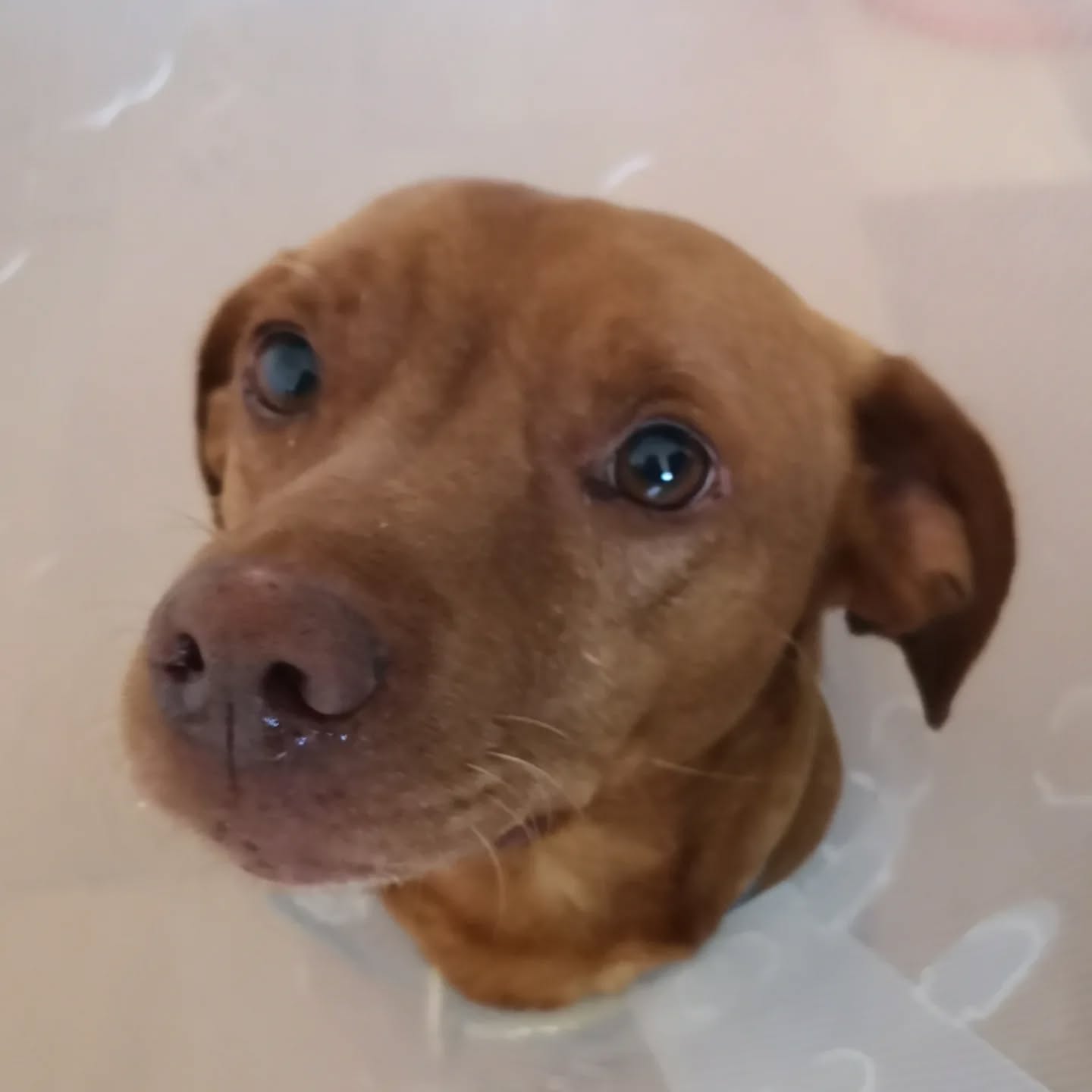 Wilson, Teckel X Staffie de 5 Ans fraîchement adoptés puis Stérilisé par des supers humains suite au décès de son propriétaire. Gestion de frustration et mise en place de routines rassurantes.