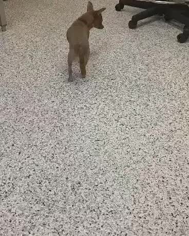 🐾 GABE UPDATE: “They want me to live… happy, loved, and safe.” 🐾
Our boy Gabe wanted us to tell you something.
THANK YOU. ❤️
Thank you for donating to his testing. He had a BIG day this week —MRI, CSF, bloodwork at OSU. Total cost: $3,700. And thanks to ALL of you, plus our incredible supporter Kevin Keaton (who busted Gabe out of shelter "puppy jail" AND did a $1,000 donation match on top of a separate donation), we're getting there.
But here's what we really want you to know:
Gabe is doing SO much better.
✔️ No falling in over a day
✔️ No focal seizures
✔️ Eating, drinking, doing things with PURPOSE
✔️ Less wobbly
✔️ Still sounds like a baby pterodactylus 🦖
✔️ Still walks on his hind legs and swats like a cat
✔️ Kissed all over Lily last night and played with the pack
Also... we have a cow story for you. 🐄
His foster parents were going through the Chick-fil-A drive-thru and saw this little cow plushie that looked like it had fallen out of a bag. Foster dad grabbed it for Gabe. Last night? Gabe was sleeping with his cow baby all snuggled up.
Then PIPER (our resident thief) stole it and RAN. 😳
Gabe SCREAMED and went charging after her to save his cow baby. 😂 This boy is NOT heaven-bound yet. He's got wild days left. 🤍
The possible prognosis they're looking at is hard—Neuronal Ceroid Lipofuscinoses (NCLs)
(onset ~7 months to 2 years) and Neonatal Cerebellar Cortical Degeneration
(NCCD) (0-2 years. They are degenerative brain conditions). But here's what WE see:
We don't see a dog who's rapidly declining.
We see a savage little diva who loves to eat, gives kisses, and is a lover with these mouthy girl dogs in the home.
Maybe some of this isn't even neuro. Maybe he's just QUIRKY. Or part feral ferret. 😂
We won't give up on him until he truly can't do it anymore—can't eat, can't drink, or could hurt himself. But that's not today. He's too happy. Too full of fight.
"I think they want me to live out the rest of my life... happy, loved, and safe."
And that's exactly what we're going to give him.
Thank you for loving this sweet boy. He is worth every penny. Every prayer. Every share.
We promise. 💜🐾