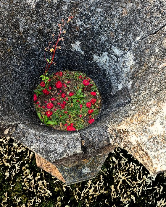 I had surgery about a month ago, but before the crisis, I went out one overcast morning with Raven Storm looking for fun textures. Sought out spaces where rusty metal meets weeds. Collected a ton of images from which to make "finder compositions." It took a while to have enough energy during recovery to pull this folder up for editing, but now they've been processed. I'm quite happy with a few of them. It's fun to look for compositions right under our noses and push them to see where they want to end up. There are about 20 images I thought were worth sharing. I hope you'll check them out!
Texture Foraging. Field trip photographs edited in Gimp by Katty Pulsar and Neil Oldman for Daydream Misfit.
https://www.daydreammisfit.com/texture-foraging