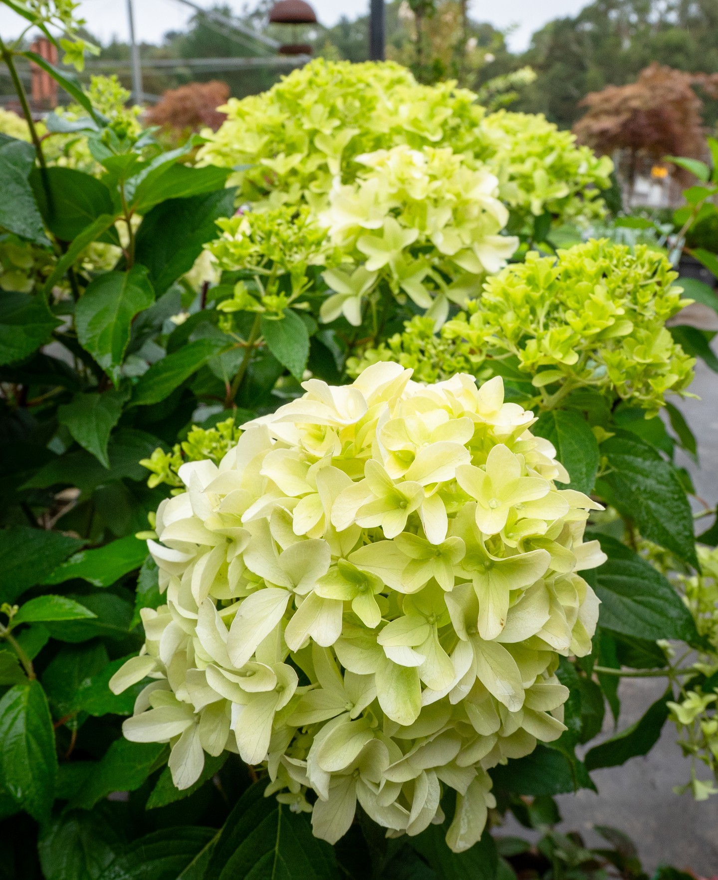 Hydrangea paniculata hold their own well into autumn in the Macedon Ranges climate. The lime-cream flower heads on varieties like Limelight tend to persist long after the summer flush, making them one of the better value shrubs for extended seasonal interest.
They're also one of the more forgiving hydrangeas, tolerating cooler conditions and frost better than the mophead varieties most people are familiar with. Autumn is a good time to plant them, with soil still warm enough to encourage root development before winter sets in.
#macedonnursery #hydrangea #autumngardening