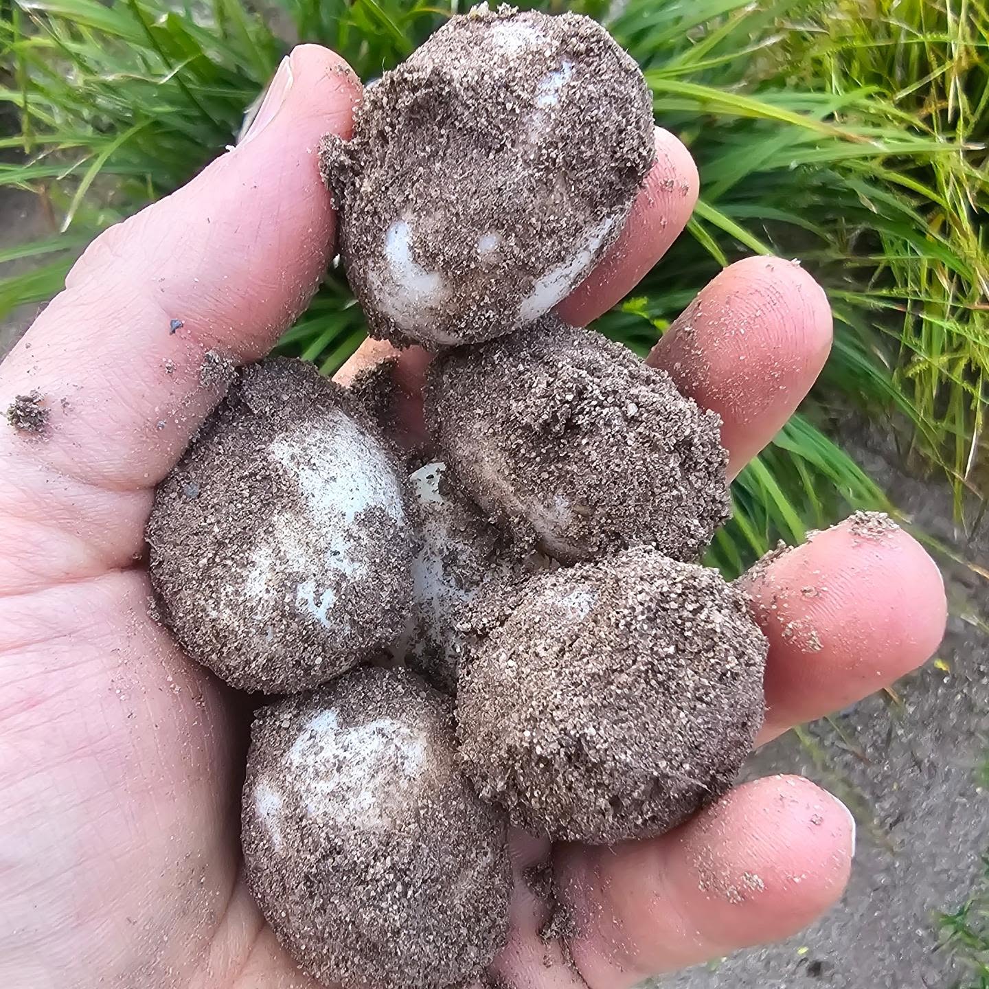 t's a bit of a mad one! 😱 These eggs are from a hermanni hermanni. 🐢 Typically they lay 1-3 eggs. This female (2nd picture) laid 6 large eggs!
#hermannihermanni #turtleeggs #natureislit #midlandtortoise #tortoise #Tortoise #tortoisekeeper #tortoiseofig #tortoiseofinstagram #tortstgram #tortoiselife #reptilesofinsta #reptilesofig #repstagram #pets #reptile #schildkröte #reptilebreeding #reptiles #captivebred #pets #petlovers
##uktortoisekeepers #midlandtortoise #westernherman