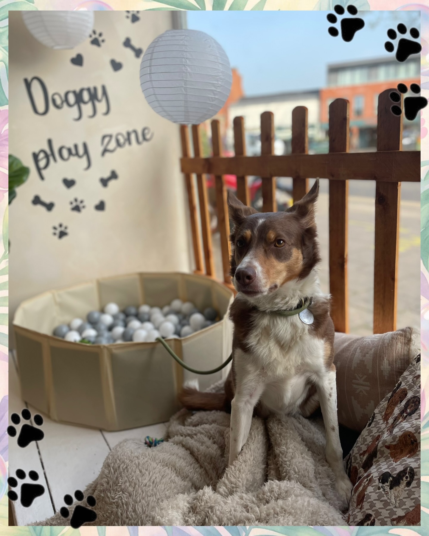 At Knine Dog Studio, we welcome all breeds through our doors—sending them home looking fresh and smelling incredible thanks to our wide range of luxurious shampoos and pawfumes 🐾✨
Every wash is tailored to your dog’s unique coat. From our Golden Mix for rich copper tones, to our Dewberry blend for wiry coats, and our Deep Clean formula for those extra muddy adventures—we’ve got it covered.
And of course… no spa day is complete without our refreshing citrus facial 🍊
#DogGrooming #FreshPup #DogSpaDay #PamperedPets #KnineDogStudio 🐾