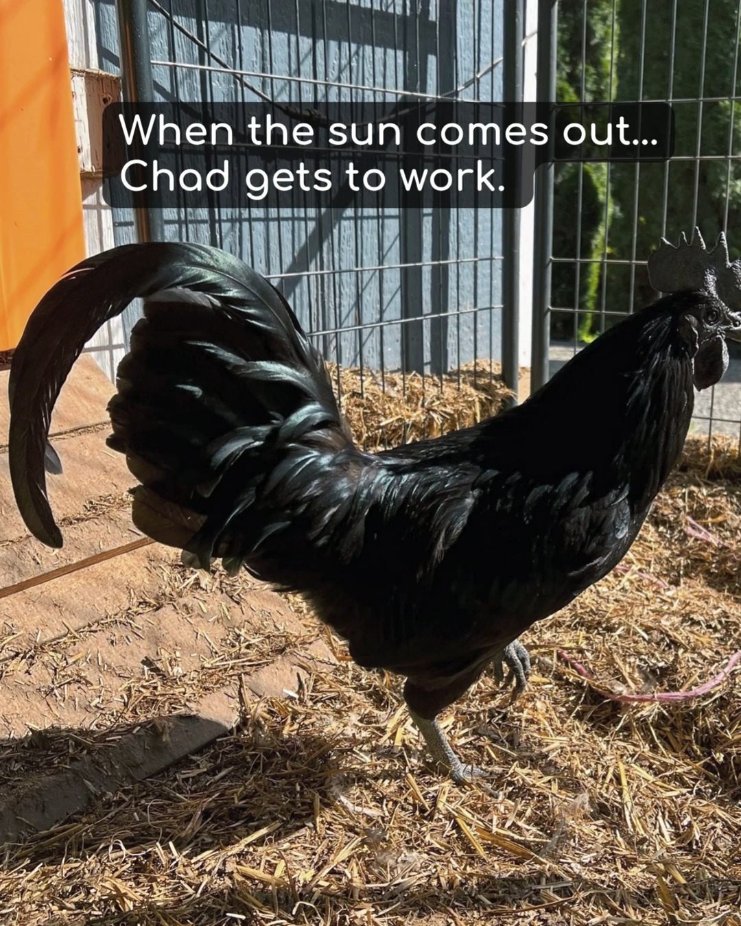 This is how a rooster shows off.
Puffed chest, wing down, fancy footwork—
this is how a rooster shows off.
And yes… the girls are watching.
Eggs daily, 7 days a week • 10–7
Email for directions to the Chick Shack. See link in Bio.
#NPIPCertified #CowlitzCounty #ShopLocal #SpringOnTheFarm #FarmLife #ChickenFacts #ChickenChronicles #AyamCemaniChicken