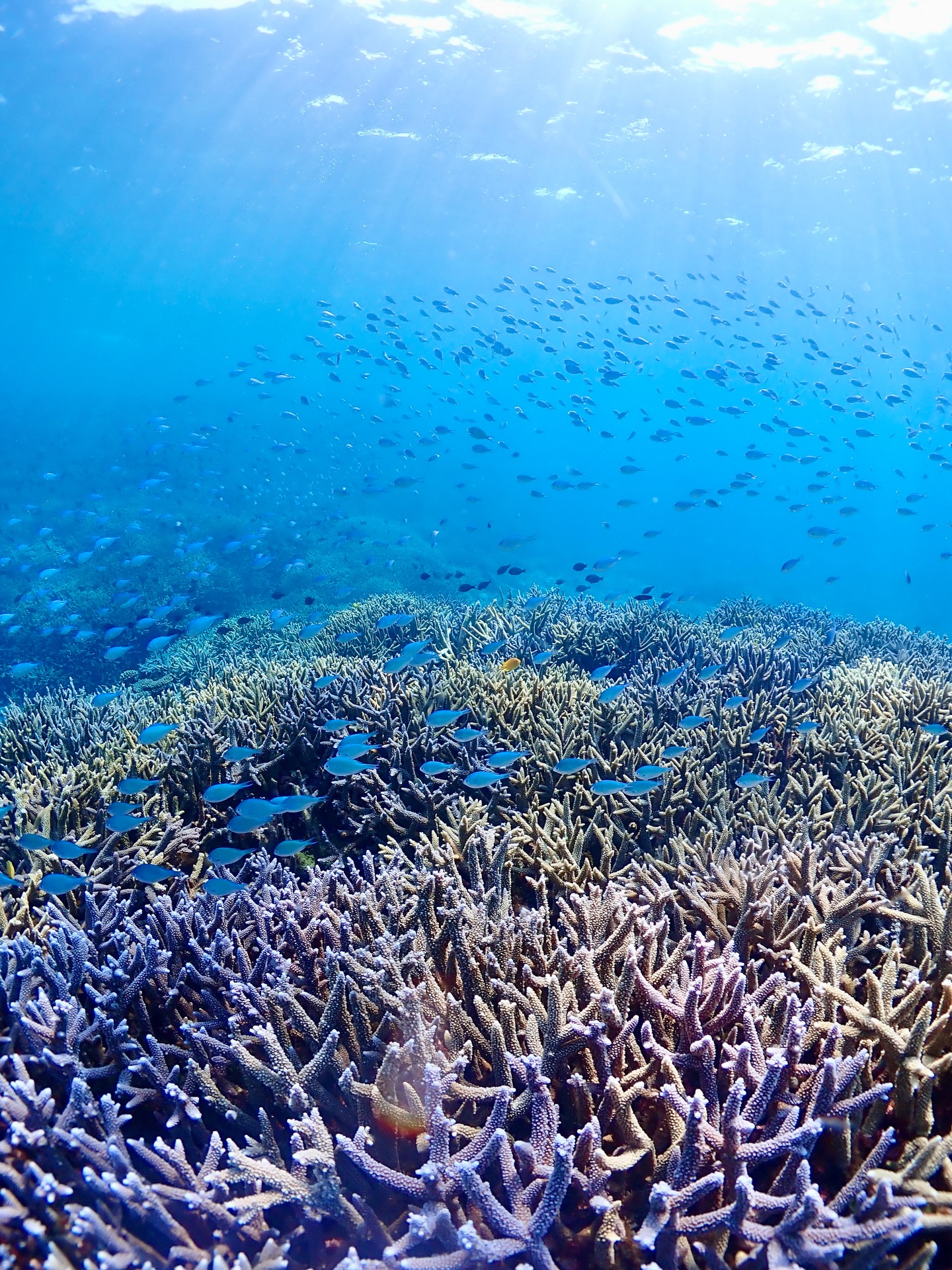 非日常の景色😌
《 世界に誇る日本一の海“ヤビジ”で
一生の思い出に残る体験を🌏🩵》
▼マーリンのオススメポイント
⑴ 安全第一でご案内🛟
厳しい安全基準をクリアした業者だけが認定される
“マル優”に指定されています
ガイドは定期的に安全講習実施中。
⑵ ヤビジまで一番近い港出発⛴️
半日ツアーで旅行のスケジュールが組みやすく
船酔いが心配な方にもオススメです!
⑷初心者・女性にも優しい🥰
女性スタッフも在籍、
各資格を持ったガイドがご案内!
⑸当日のベストポイントへご案内🐢
海を知り尽くした宮古島育ちの船長が
数あるシュノーケルポイントから
その日のベストコンディションへ向かいます!
▼ツアーメニュー
・八重干瀬シュノーケルツアー
・八重干瀬スキンダイビングツアー
・八重干瀬体験ダイビングツアー
・スキンダイバー講習
→ 各ツアーに𝗘𝗖𝗢プラン(割引)あり
▼𝗘𝗖𝗢プラン 〜環境に優しくお得に遊ぼう🧡〜
各ツアーメニューに適応可能
𝟭.ツアー料金¥𝟭,𝟱𝟬𝟬引き
𝟮. 𝗘𝗖𝗢ルールを守っていただける方
※𝗘𝗖𝗢ルールはHPにてご確認ください
▼ ご予約方法
InstagramトップページのリンクからHPへ
※DMは対応しておりません。
▼船長アカウント
こちらでもツアーの様子をリアルタイムで発信中!
🚢:@marlin_nakasato
▼スタッフアカウント
スタッフ目線のツアーの様子やオフを発信中!
👫🏽:@staff_marlin_miyakojima
#ヤビジツアーマーリン
#宮古島 #八重干瀬 #ヤビジ
#宮古島旅行