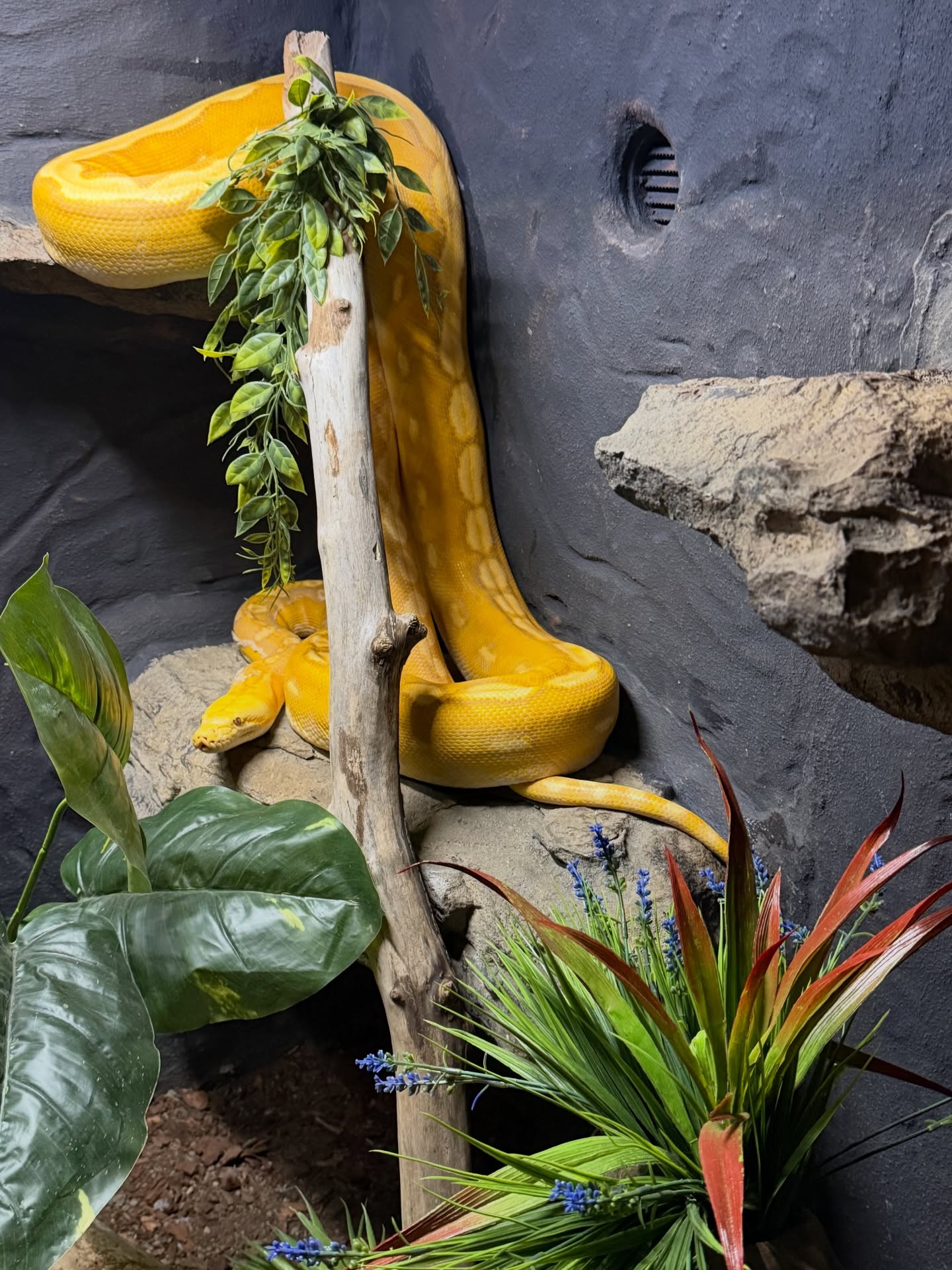 Can’t wait for his turn with his lady! One of only a few Purple OGS Sunfires.