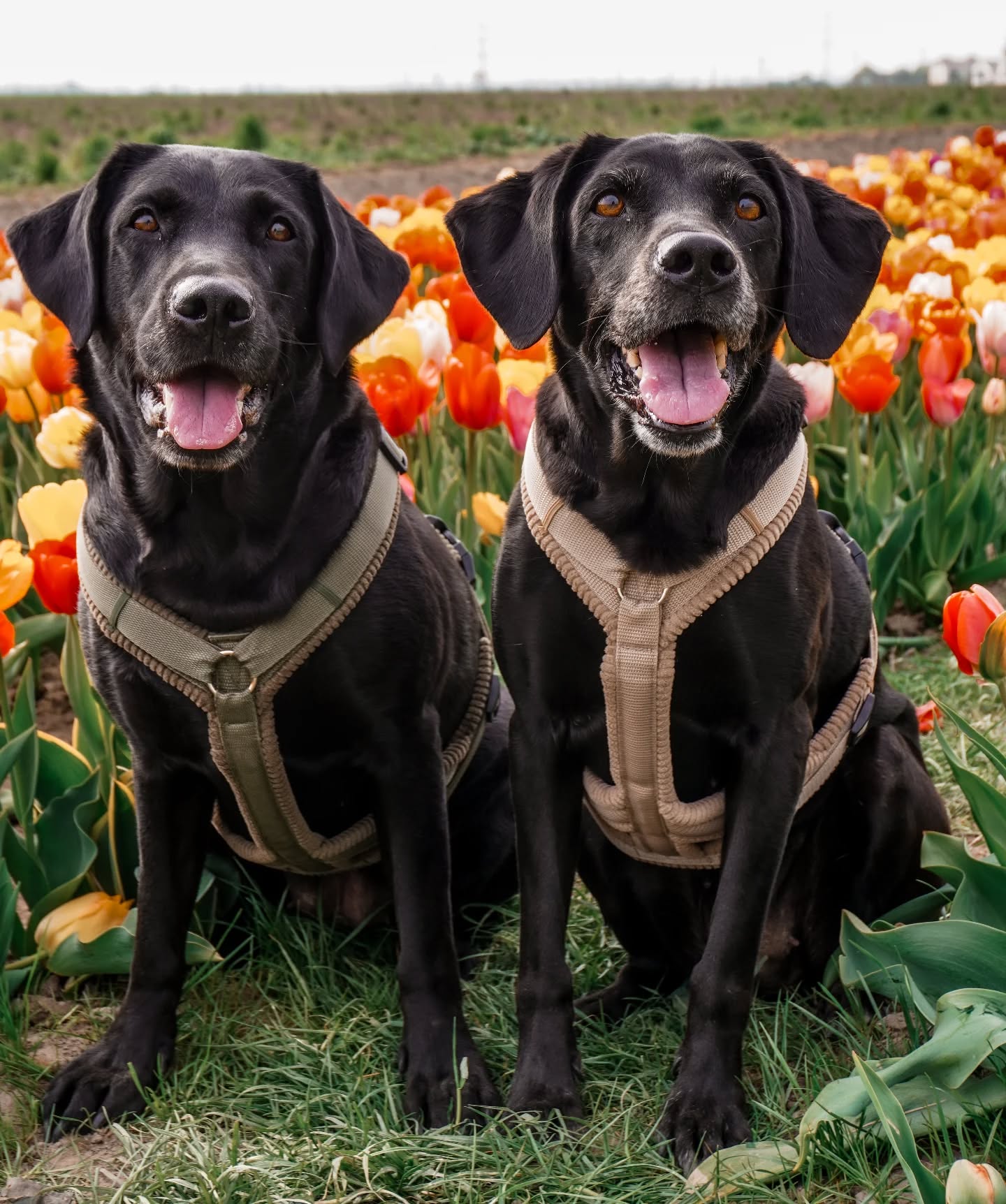 Liebe alles an dem Foto 🥹☀️🌷
Coco trägt hier unser Cord Geschirr in oliv Größe L & Blue in beige Größe M 🩷