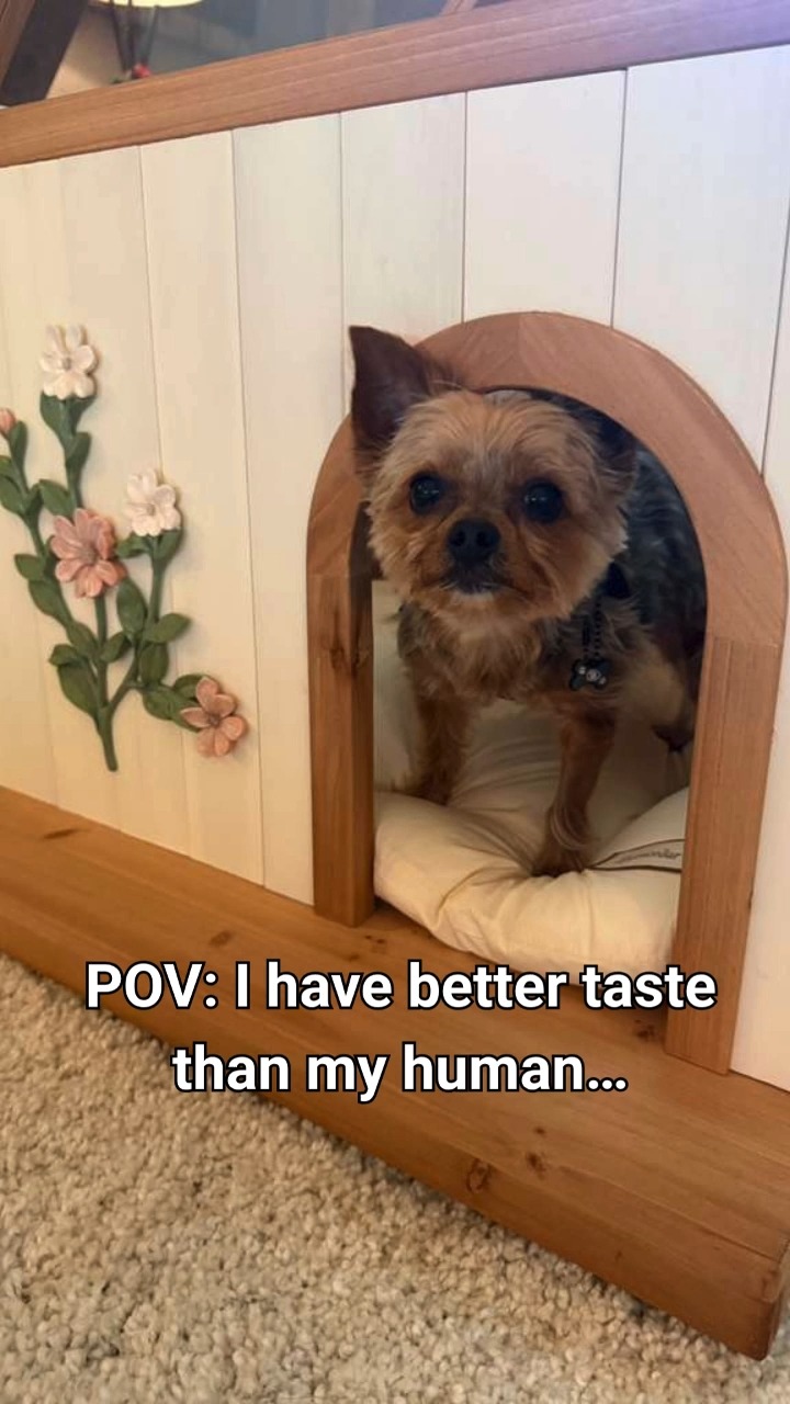 I didn’t expect this to become part of my home… but here we are.
You know how most pet stuff feels like you have to hide it when people come over?
Yeah… this is the opposite.
It actually adds to the space.
Of course Joshua claimed it immediately like he’s been paying bills this whole time 😅
…but honestly? I don’t blame him.
It’s not just for him… it’s part of the vibe now.
👇 Would you actually put this in your living room?
🏡 Lumicedar
Use code RENEE15 for 15% off
#HomeAesthetic #DogMomLife #PetLuxury #InteriorStyle #ModernLiving #DogLife #HomeVibes