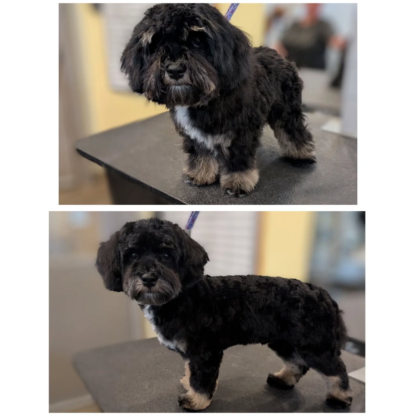 Henry's 1st full haircut