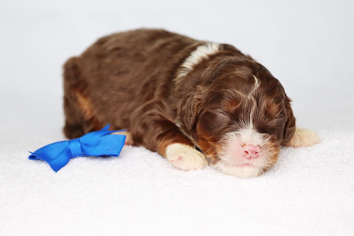 Sundae & Leos small medium F1 babies are spectacular! These stocky little pups are just stunning! Sundae weighs 37 lbs and Leo weighs 32lbs #LKbernedoodles #bernedoodles #bernedoodlesofinsta #bernedoodlesoftexas #bernedoodlepuppyforsale