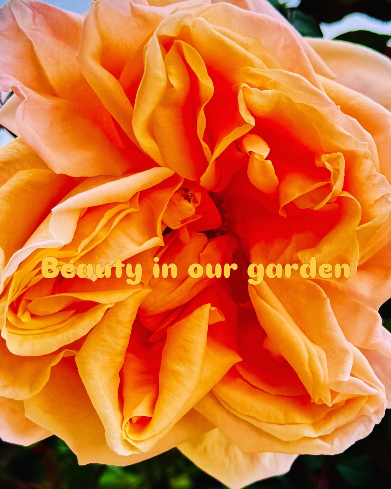 When nature give you beautiful roses