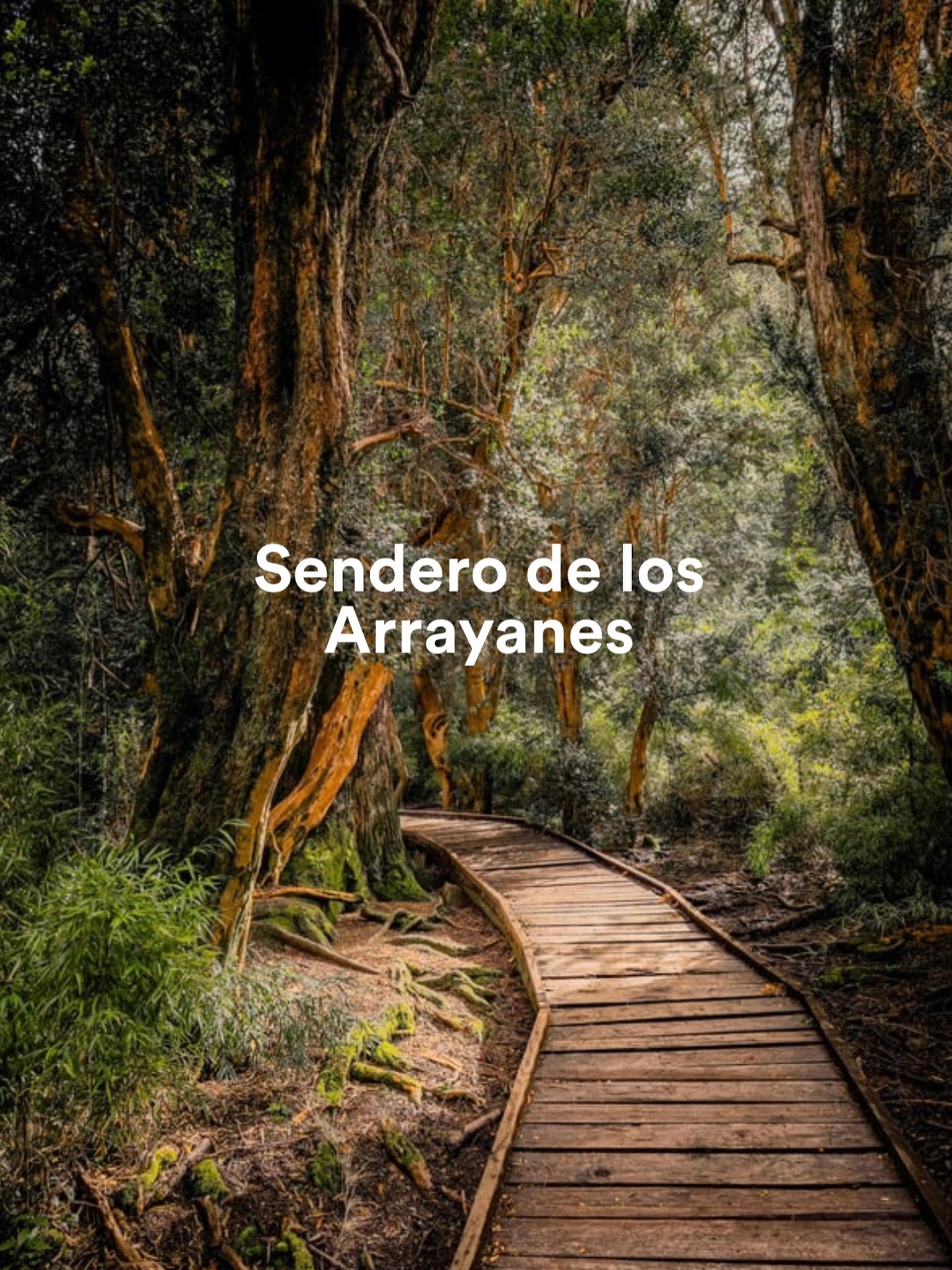 Si necesitás frenar…Si estás buscando una caminata fácil, linda y accesible… este lugar es un sí o sí en tu viaje.
SENDERO DE LOS ARRAYANES
📍 ¿Dónde queda?
Dentro del Parque Municipal Llao Llao (Km 24.5 de Circuito Chico), a pocos minutos de Puerto Pañuelo.
🚗 Cómo llegar:
Podés ir en auto o en colectivo (línea 20).
Si vas en auto, seguí por Circuito Chico hasta encontrar, del lado izquierdo, un estacionamiento y una casita de informes turísticos. Desde ahí empieza el sendero.
Si vas en colectivo, bajate en Puerto Pañuelo y caminá hasta el ingreso 🚶♂️