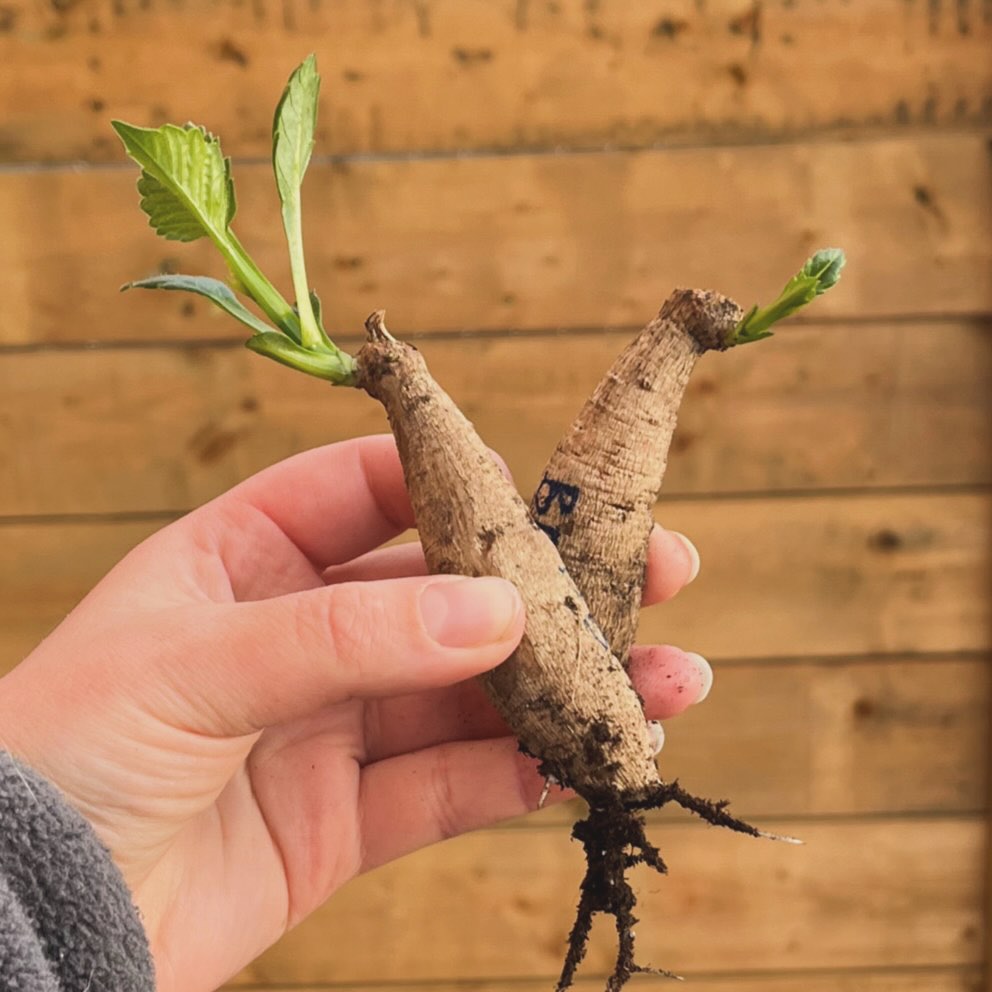 Dahlia tuber sale starts TOMORROW 🌸
If you’ve ever thought about growing dahlias, this is your sign to give it a try!
Our dahlia tubers are sprouting in our greenhouse, and we’ve started potting them up for you. The first of (at least) two sales starts TOMORROW at 10am.
Dahlias are surprisingly easy to grow, incredibly rewarding, and one of the most generous flowers you can plant. With sun and a bit of watering, they’ll produce armfuls of blooms in all shapes and colours. Right up until the first hard frost of fall!
Check out the varieties listed on our website (link in bio) to plan your picks. Everything will appear ‘sold out’ until the sale, but feel free to make a wishlist in the meantime!