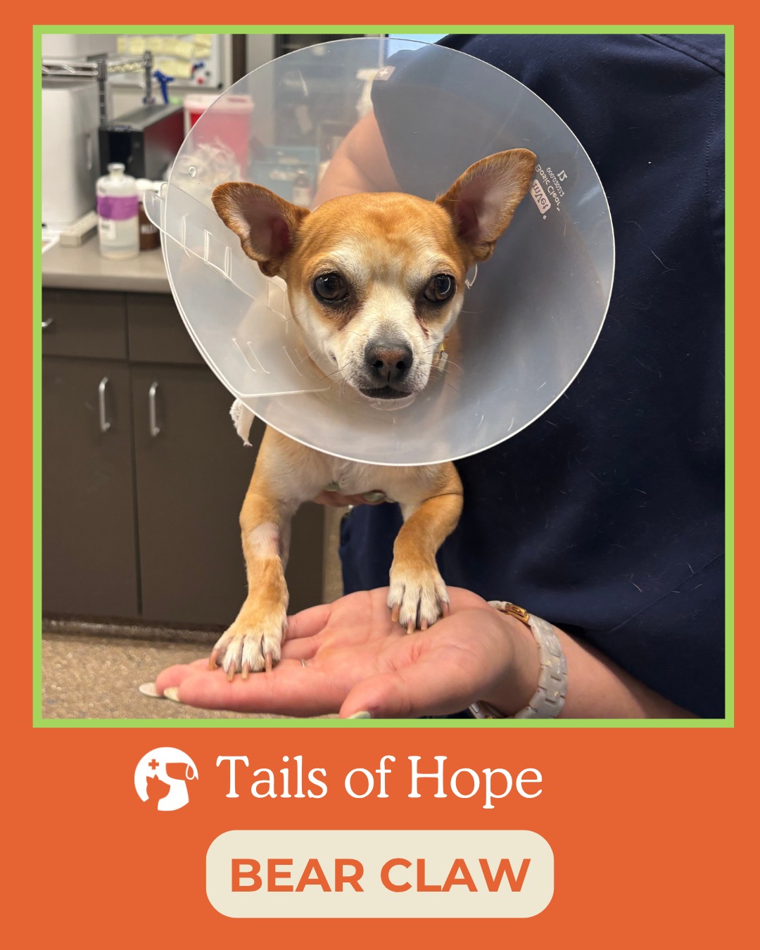 This sweet, goofy little guy, Bear Claw, suddenly couldn’t urinate for three days, and this is a life‑threatening emergency for male dogs. His family was terrified, and after multiple vet visits, the cost of the surgery he needed felt completely out of reach.
That’s when they found Mission.
Our team was able to get Bear Claw the urgent surgery he needed, remove the bladder stones blocking his urethra, and help him wake up safely. And the moment he was reunited with his family after surgery? Pure joy — they even clapped.
Today, Bear Claw is back to being the sweet, goofy companion who goes everywhere with his people. This is why Mission exists: to keep pets and their families together, even when care feels out of reach.