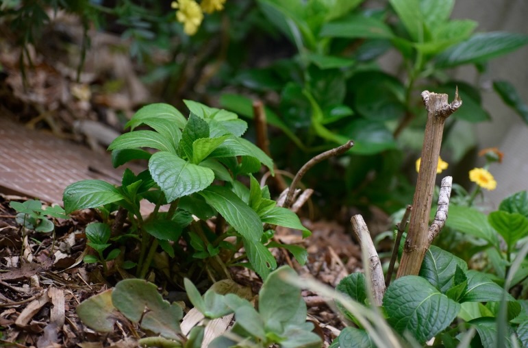 It’s so rewarding to see these hydrangeas pushing out fresh new shoots. We moved and repositioned these established plants in mid-January, giving them a hard prune and consistently feeding them with organic matter since.
They’re now looking incredibly healthy, full of life, and proudly putting out new leaves, a good sign of what’s to come. Hoping to see them in full bloom over the next few months 🪻🌾🐝