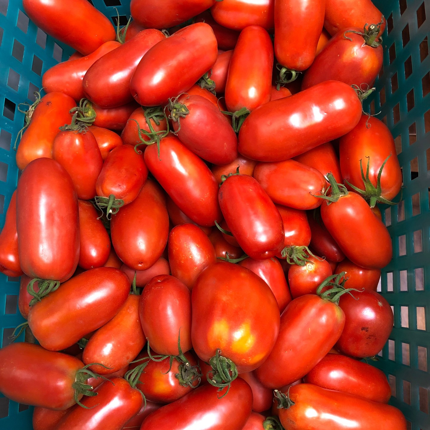 Yahoo, we’re back from Haida Gwaii! And the first batch of Red Russian garlic dill pickles is now available at the market. Plus the long-awaited roasted corn relish is also on the shelves, yum!
For all our very patient roma tomato salsa customers, it is also now back in stock, starting September 3rd! Woo hoo!
We have had a number of customers request a flat of salsa (12 x 250ml jars) – so this is a great time to order ahead. Email Elizabeth at epicurepreserves@gmail.com and place your order (for salsa or roasted corn relish, or whatever catches your fancy) and give us 2 weeks’ notice for pick-up. Check the last IG post for market dates and locations through to October, and come on by to get your goodies.
The time spent in Haida Gwaii was magical. If you haven’t been there, you must go: it is the most amazing, life-changing, spiritual place on this planet. Come by and pick up a Trip Planner (published by MIEDS, edited by my amazing daughter Chantal as ED of MIEDS). I still have a few free copies to hand out… :)
Here’s a few photos to share from the latest visit to HG: My son Armand the chef, catered the #edgeoftheworldfestival this year in Tl’ell and just knocked it out of the park. We served 800 meals in three days! Great food, great music, inspirational Haida culture, and lots of heartfelt thanks for the delicious and nutritious food we served. Haaw’a.
If you’re planning a trip to Haida Gwaii, be sure to include a visit to the Haida Cultural Centre in Skidegate and check out Armand’s restaurant at the Kay Centre “Cedar + Salt” (www.cedarandsaltbistro.com) for some amazing cuisine, opening October 4th. See you there!!
#portmoodymarket
#coquitlammarket
#ubcfarm
#BCfarmersmarkets
#yougottabehere
#farmtotable
#gohaidagwaii