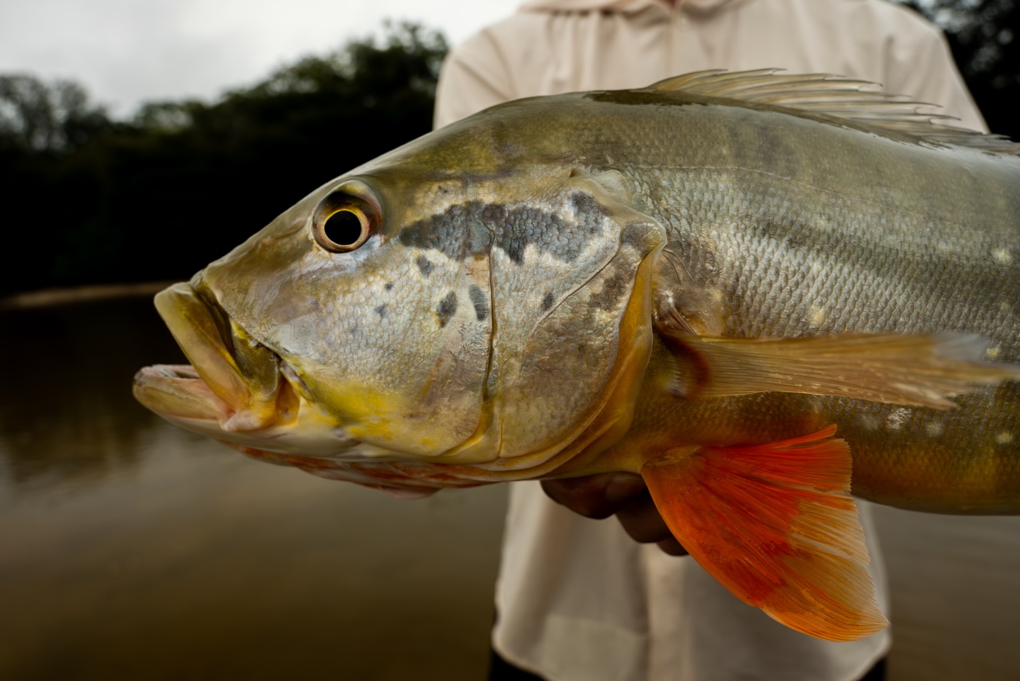 Cada um importa,
@oldbaitanglers , fascinados por tucunarés.
É isso que somos!