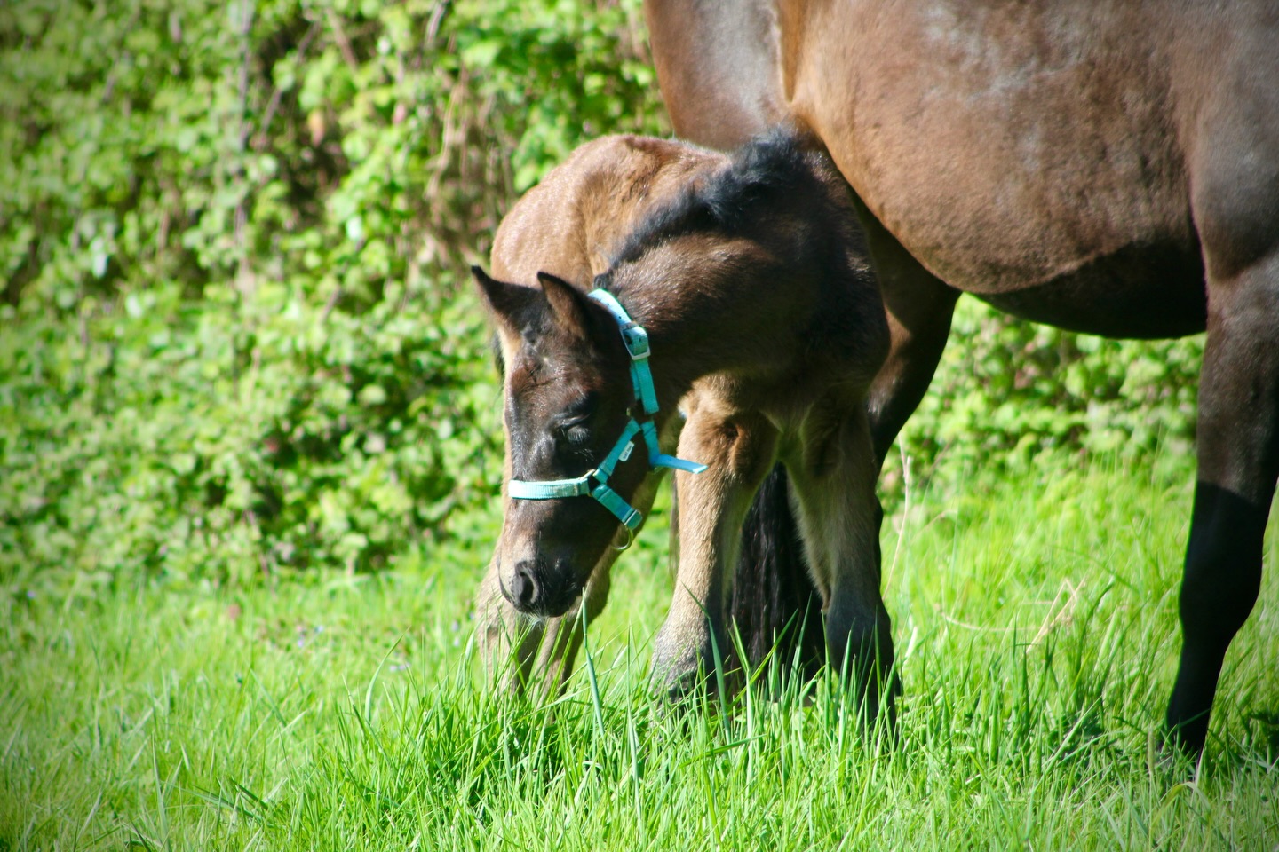 𝑸𝑼𝑰𝑻𝑶 𝑫𝑬 𝑱𝑰𝑴𝑨 - 𝑨 𝑹𝑬𝑺𝑬𝑹𝑽𝑬𝑹
Quito de Jima, mâle PFS avril 2026, sera D.
Issue du croisement entre JUMP LIKE STROLLER X KEL DIVA DE LA SELUNE
◾️𝐉𝐔𝐌𝐏 𝐋𝐈𝐊𝐄 𝐒𝐓𝐑𝐎𝐋𝐋𝐄𝐑 (PFS, IPO 124, BPO+20)
Par FRENCHCORNET D’ODIVAL (CORNET OBOLENSKY x ARANE DE BLONDE)) et SPIRIT OF STROLLER (LINARO x DÉLICE D’ANGERIE)
🏆Gagnant dans les 7 ans de St-Lo
🥉 3e des 6 ans D mention ÉLITE
Finaliste à 4 et 5 ans
🏅 13e national mâle PFS 3 ans
Il est le père de la championne de France foal femelle jeune, Prime du Ganelon. 🏆🇫🇷
▫️𝐅𝐑𝐄𝐍𝐂𝐇𝐂𝐎𝐑𝐍𝐄𝐓 𝐃’𝐎𝐃𝐈𝐕𝐀𝐋 (PFS, IPO 148)
Fils de CORNET OBOLENSKY x ARANE DE BLONDE.
🏅As poney elite excellence et CSIP
🏆Champion de France des 6 ans D - mention élite
🏅Élite à 4 ans
🥈Vice champion de france des mâles de 3 ans
▫️𝐒𝐏𝐈𝐑𝐈𝐓 𝐎𝐅 𝐒𝐓𝐑𝐎𝐋𝐋𝐄𝐑 (PFS, IPO 123, BPO+11)
Fille de LINARO x DÉLICES D’ANGERIE
🏅As poney 1
🏅Mention très bon à 5 ans
◾️𝐊𝐄𝐋 𝐃𝐈𝐕𝐀 𝐃𝐄 𝐋𝐀 𝐒𝐄𝐋𝐔𝐍𝐄 (PFS, IPO 93, BPO+1)
Par DALI de LA SELUNE (NEICOP D’ARGENT x VLADI DES CHOUANS) et JAVELINE DES EYMES (ABOU KAMAL X TULLE DE BRESSIEUX)
Sortie en CCJP 4 ans, a fait les Critérium 4 ans.
▫️𝐉𝐀𝐕𝐄𝐋𝐈𝐍𝐄 𝐃𝐄𝐒 𝐄𝐘𝐌𝐄𝐒 (Demi-sang Arabe, IPO 127)
A produit entre autres :
Kel Diva de la Selune
Jacadi de la Seule
Ipad de la Selune, IPO 117, Très bon à 6 ans
Diva de la Selune, IPD 124
Arlequin de la Selune, IPO 130
▶️ 𝐐𝐔𝐈𝐓𝐎 est facile, gentil, avec un beau modèle et un bon équilibre.
Il sera disponible après son sevrage, à jour de tout 💉
🥕Tarifs aux alentours de 2500€ TTC.
📍Localisation secteur Lisieux (Calvados, Normandie)
📲Plus d’informations par mp.
#poulain #àvendre #foal #pfs #elevage