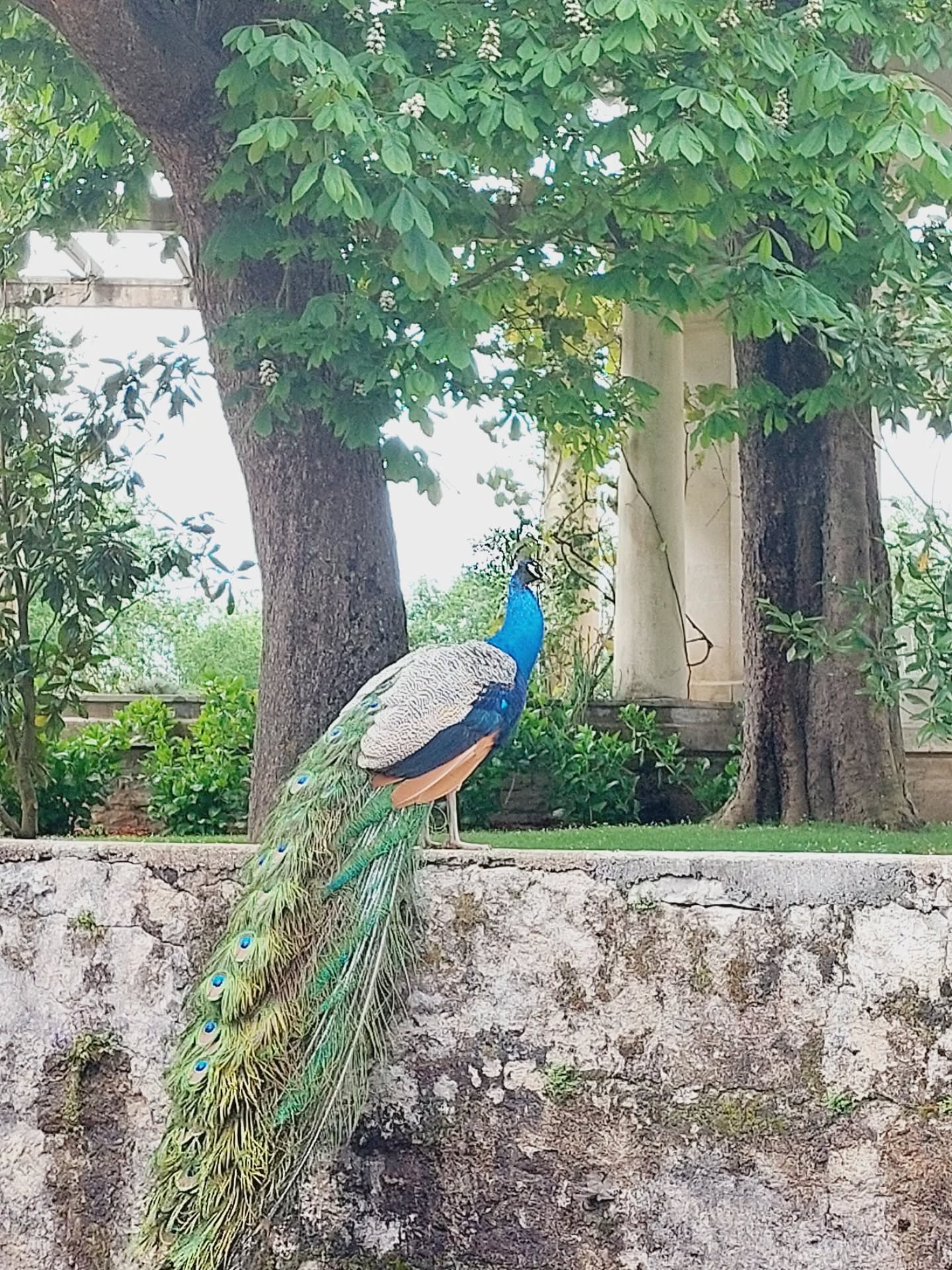 LE PRINTEMPS A ARNAGA
🌸🌼🍀🐞🦋🦚
#spring #printemps #jardin #homeandgarden #patrimoine