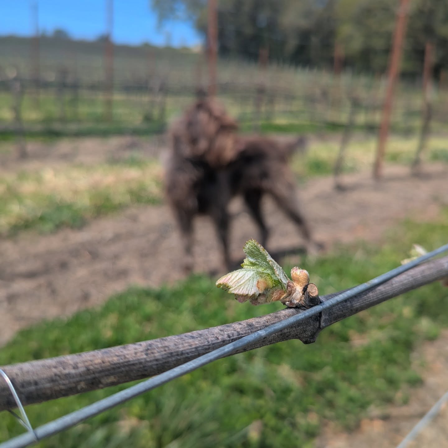 Gitta surveying bud break progress in the Pinot Noir.
#bishopscottranch
#yamhillcarltonava, #oregonpinot, #winecounty