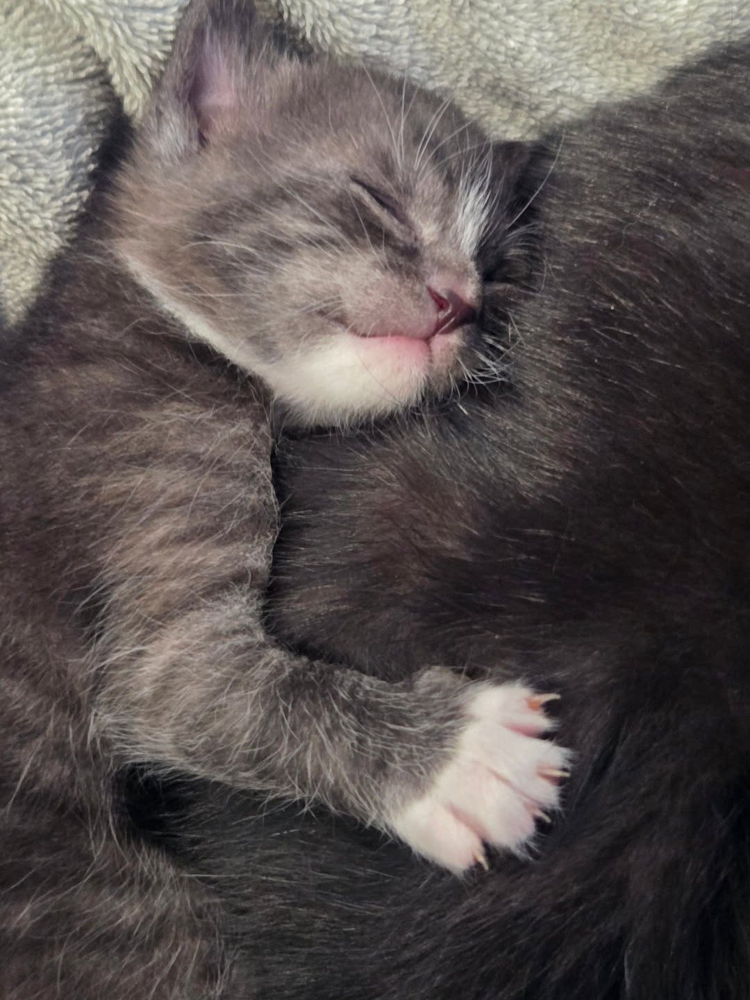 This is Gary. He's one of the lucky ones. He will be loved his entire life. He is available for adoption with one of his siblings the first week of June. Come visit this sweet baby!