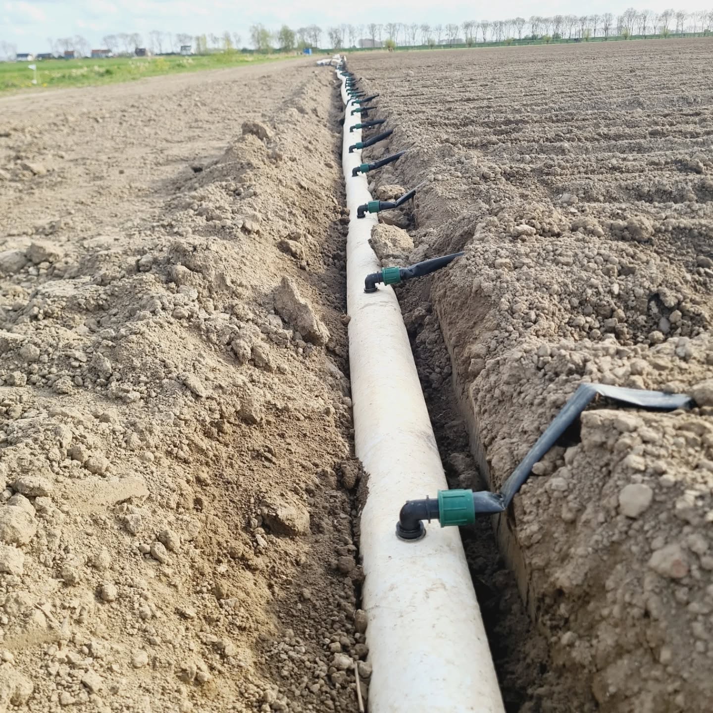 Druppelen maar💧
Kleine fijne zaden zijn erg gevoelig voor verdroging. Als die tijdens het ontkiemen te droog worden doen ze het al snel niet meer😒
De suikerbieten staan inmiddels boven de grond. Het zaadje van 3mm is eigenlijk een heel hoekig zaadje dat met een coating rond is gemaakt. Je kan het daarom lekker vast in de vochtige grond duwen(foto 2,3)
Uienzaad is veel fijner, bijna net zo als het blauwmaanzaad🧐Vocht is dus heel belangrijk voor dit zaad, vandaar de druppelslangen(foto 1)
Die hebben we deze week zelf aangesloten, we konden geen mensen vinden voor hulp, het is een hele koppel klus geweest➡️⬅️😅
#hoekschewaardappel
#onzeboerderij
#weetwatjeeet
#farmlife
#auqafeet_nl