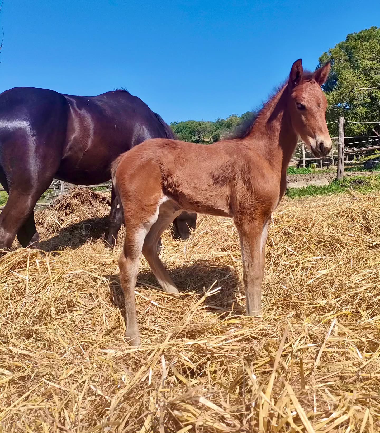 Così piccola –
e già piena di presenza.
Questa giovane puledra cresce nel suo ritmo,
stabile, curiosa e sorprendentemente sicura di sé.
Sostenuta dalla madre,
protetta dal branco –
prende forma, passo dopo passo, un carattere forte e autentico.
Non costruito.
Ma cresciuto🤎
So klein –
und schon voller Ausdruck.
Dieses junge Stutfohlen wächst in seinem eigenen Tempo,
stabil, neugierig und erstaunlich selbstbewusst.
Getragen von der Mutter,
gehalten von der Herde –
entsteht hier Schritt für Schritt ein starkes, klares Wesen.
Nicht gemacht.
Sondern gewachsen🤎
#LePuledraieDiSterpeti #CavalloMaremmano #Maremmano #maneggio #passeggiateacavallo PuledraMaremma PuledroMaremmano CrescitaLibera CavalliInLibertà VitaNelBranco RispettoERelazione EquitazioneEtologica ethologie ethologieequine HorseCenteredBreeding gesundePferde healthyhorses Nachhaltigkeit Pferdezucht Maremma PrimaveraInMaremma Fohlenzeit