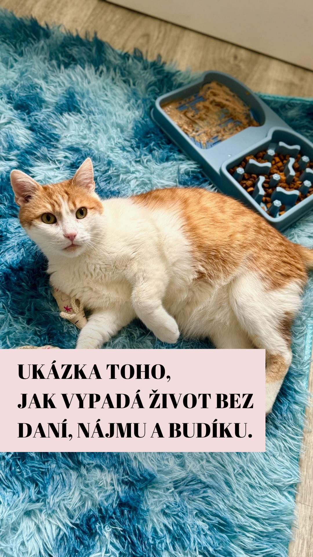 Životní cíle podle našich svěřenců... 😂 Kdo jim to nezávidí, ten lže! 🙋♀️ V dnešní epizodě “Tlustý a nezaměstnaný” exceluje Tokala.
My ve Šklíbě zatím makáme, aby tenhle luxusní životní styl mohl pokračovat. 💅✨
Kdo by chtěl v příštím životě být kočkou u nás? Pište „MŇAU“ do komentářů! 👇🐈⬛
Terka ze Šklíby 🐾
#adoptdontshop #nekupujadoptuj #czechrepublic #funnyvideos #cat