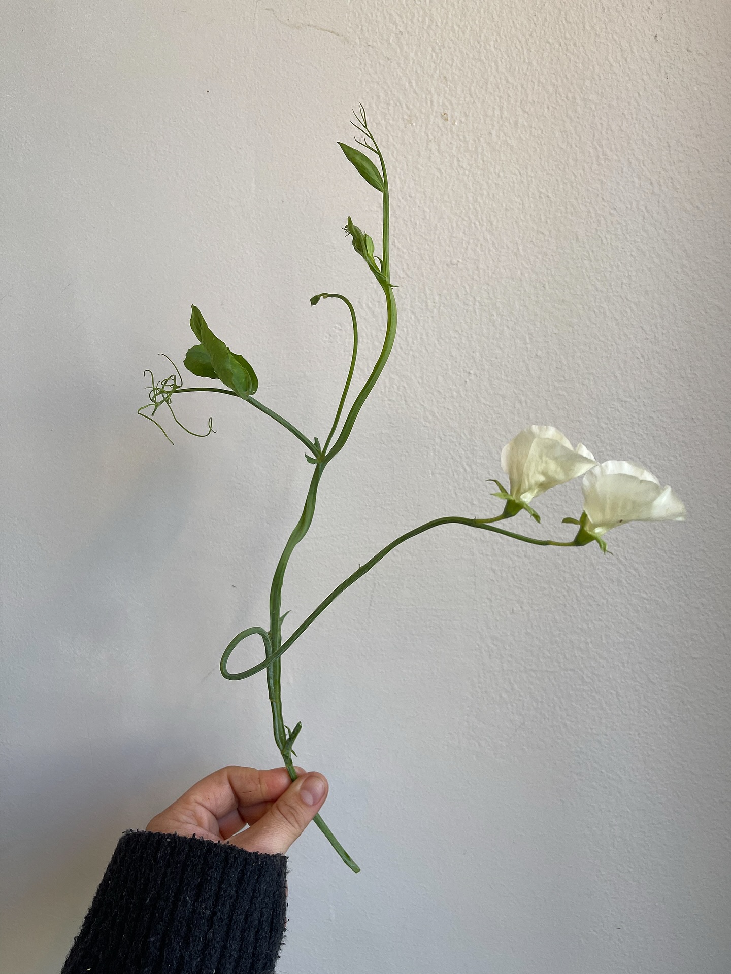 Sweet peas, a forever favorite at Le Bouquet. Always looking for that natural bounce and movement that these beautiful stems add to any arrangement.