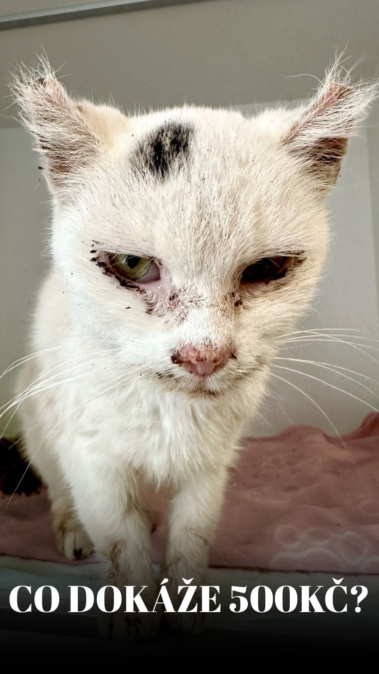 TAKHLE VYPADÁ VAŠICH 500 KČ V AKCI! ☀️🐈
Pamatujete na tu trosku z prvních vteřin? 😱Dneska je to Cukřenčina minulost. Tohle video není o smutku, je o vítězství, které jste dokázali vy.🫵
Takhle vypadá v praxi vašich 500 Kč (cena dvou lístků do kina 🎥 nebo pár káv ☕️). Pro někoho drobné, pro tuhle kočku to znamenalo:
✅ Konec bolesti a utrpení.
✅ První den, kdy se mohla v klidu nadechnout.
✅ Cestu k těmhle jasným očím a lesklému kožichu.
Chcete vidět takhle šťastného i dalšího maroda? 💪
Právě teď máme v karanténě 20 dalších kočiček, kteří na svůj „před a po“ moment teprve čekají. 😔 Vaše stovka nebo pětistovka je doslova motor, který je k tomu uzdravení dotlačí. ❤️🩹🫶
Přestaňte jen soucitně scrollovat. Pojďte s námi vyhrát další bitvu. ✊🔥
Děkujeme, že s námi tvoříte tyhle zázraky. Bez vás by to video skončilo v první vteřině.
Terka ze Šklíby🐾
