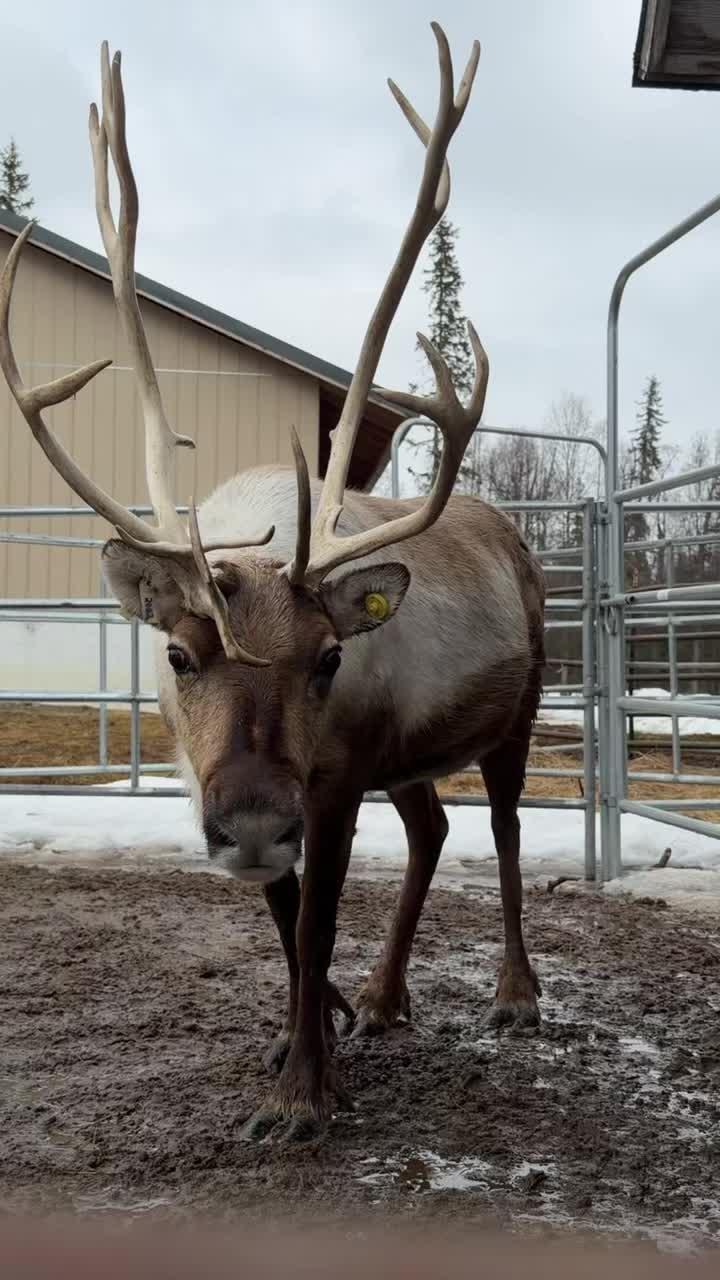 Waiting on the babies #Alaska #reindeer #baby #waiting
