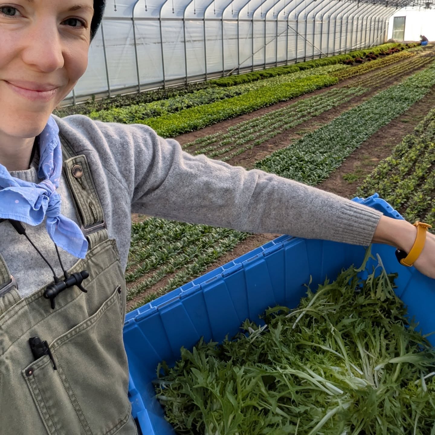 Things you should know about frisée, part one. 🇫🇷
🟢 We sometimes call it "Prep school lettuce"
🟢 Isn't lettuce at all though
🟢 Makes our signature salad mix super chic
🟢 Slightly bitter, but entirely awesome (like some of our favorite people 😜)
🟢 A relative of dandelion and other chicories
🟢 Sometimes grown with cute little hats (cloches) to encourage blanching
🟢 A perfect companion to a mustard-y dressing 🤌🏻
But the most important fact? We're bringing some luscious heads with us to the @grandviewheightsfarmersmarket tomorrow! See you there
