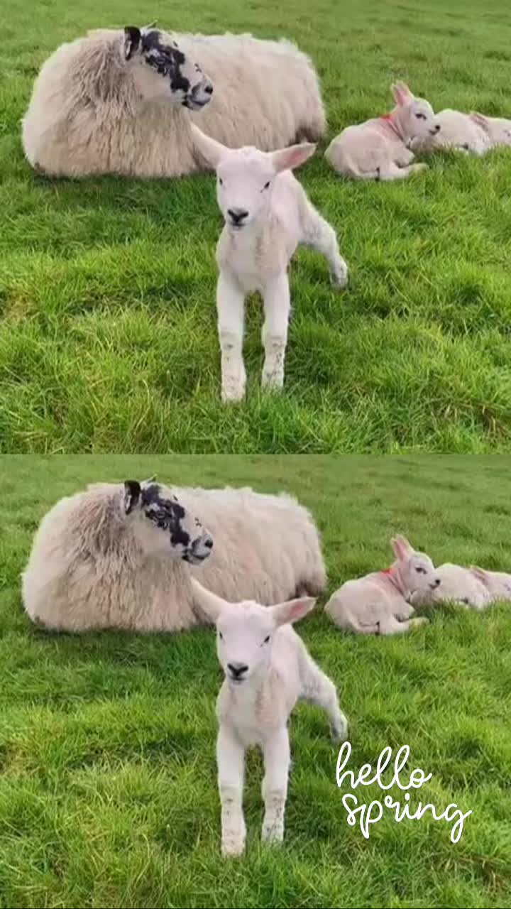 S P R I N G lambs #InNatureWeTrust #beautifulplaces #WorkingFarm #gallowayview 🌱