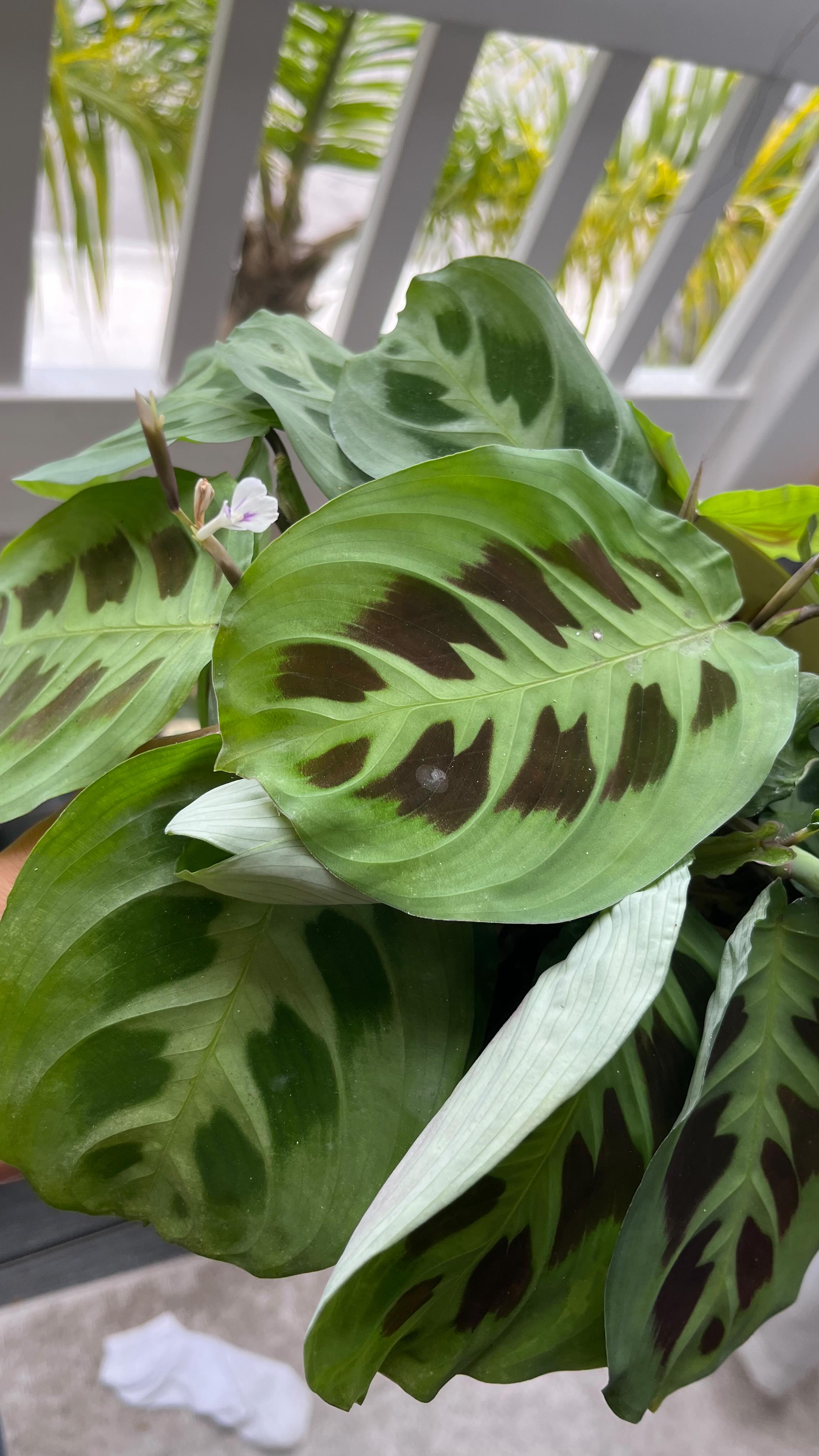 Would I be lying if I wasn’t excited for the NuMoon space just so I can have more PLANTS?
I picked up this hobby not knowing how much it would change me in ways I couldn’t really imagine. My quality of life caring for things that rely on me and that don’t need anything but my attention has made it all very therapeutic, humbling and expensive and I CANT WAIT TO SHARE THE SAME INTERESTS WITH LIKE MINDED PEOPLE IM SO BEYOND EXCITED. Im not sure if these plant videos will relay the importance of them to me but I hope this helps me better connect with you guys in the mean time before the brick and mortar opens <3