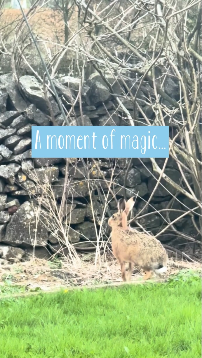 A moment of magic right outside my kitchen window ✨🐇
That was truly unexpected, and one of those moments that feels so special… and so inspiring 🤍
Nature really is the most beautiful kind of creative inspiration ✏️✨🌿
