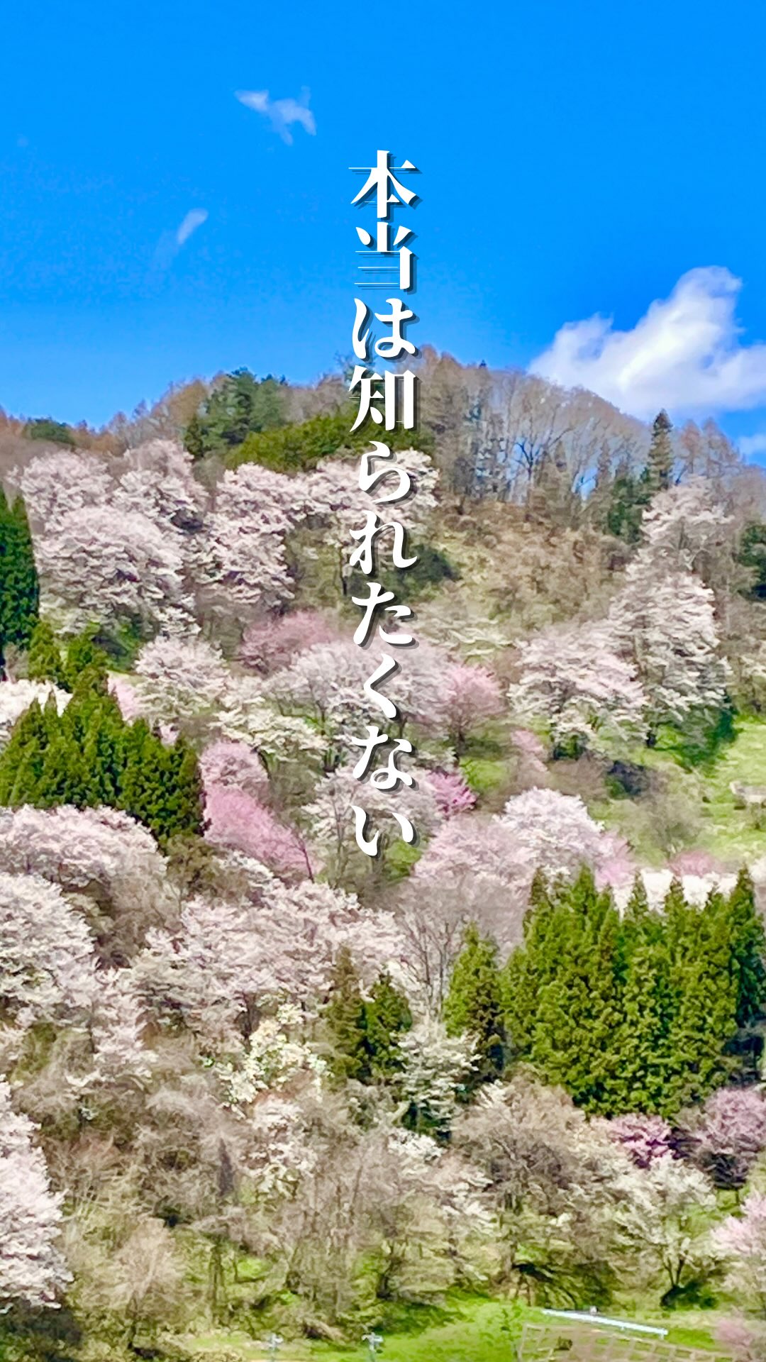🔻長野おすすめ絶景🔻
バズっています!小川村の桜🌸
長野に住んでいると毎日どこかしらの
山は見えている…
が!しかーし!!!!
ココ小川村から見える
北アルプスがやばすぎる😭😭🩷
小川村の皆さん!
こんなに素晴らしい北アルプスを毎日見てたとは…
ワンダホーです😭🙌🩷
二反田の桜は散ってしまったけれど
今週末4/18〜19は
立屋と番所の桜は見頃🌸
小川村桜ウィークは4/26まで
整備されている小川村全体にも感動し
小川村の🌸と小川村の
ファンになること間違いない🫡
The "Little Kyoto" you didn't know about. 🌸🏔️
Did you know there’s a hidden gem in Ogawa Village, Nagano? It’s often called a "Little Kyoto," reminiscent of the famous Yoshino cherry blossoms in Nara (and Kyoto’s timeless beauty).
In spring, the contrast between the delicate pink cherry blossoms and the snow-capped Northern Alps is simply breathtaking. It’s a peaceful, off-the-beaten-path spot where you can truly soak in the scenery.
Not just for spring—the lush "Shinryoku" (fresh greenery) in early summer is equally stunning. Come visit Ogawa Village and experience the heart of Japan!
#小川村
#ogawa
#nagano
#桜