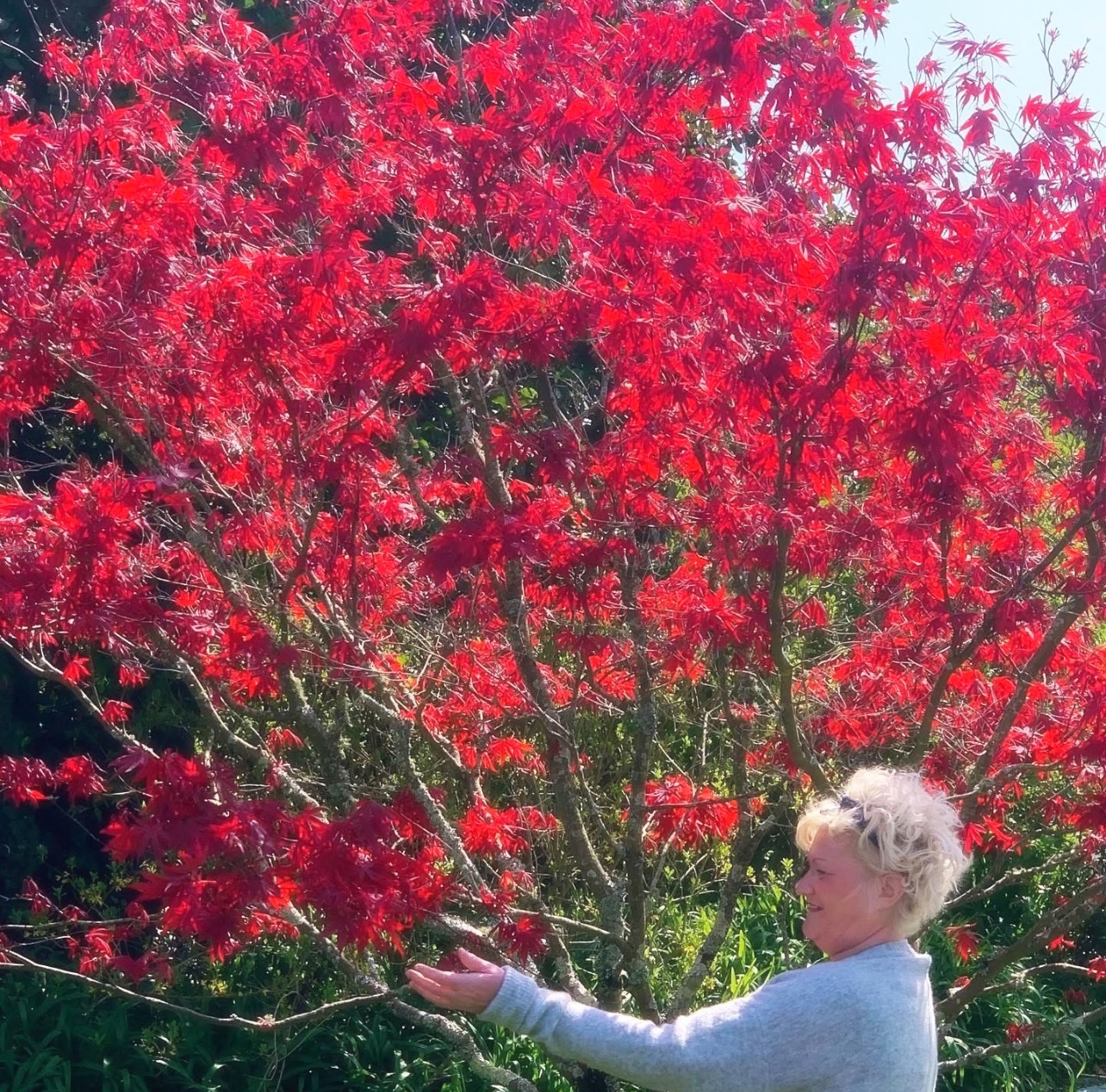 Gill with a Japanese Maple on our walk along Sea Road Carlyon Bay.